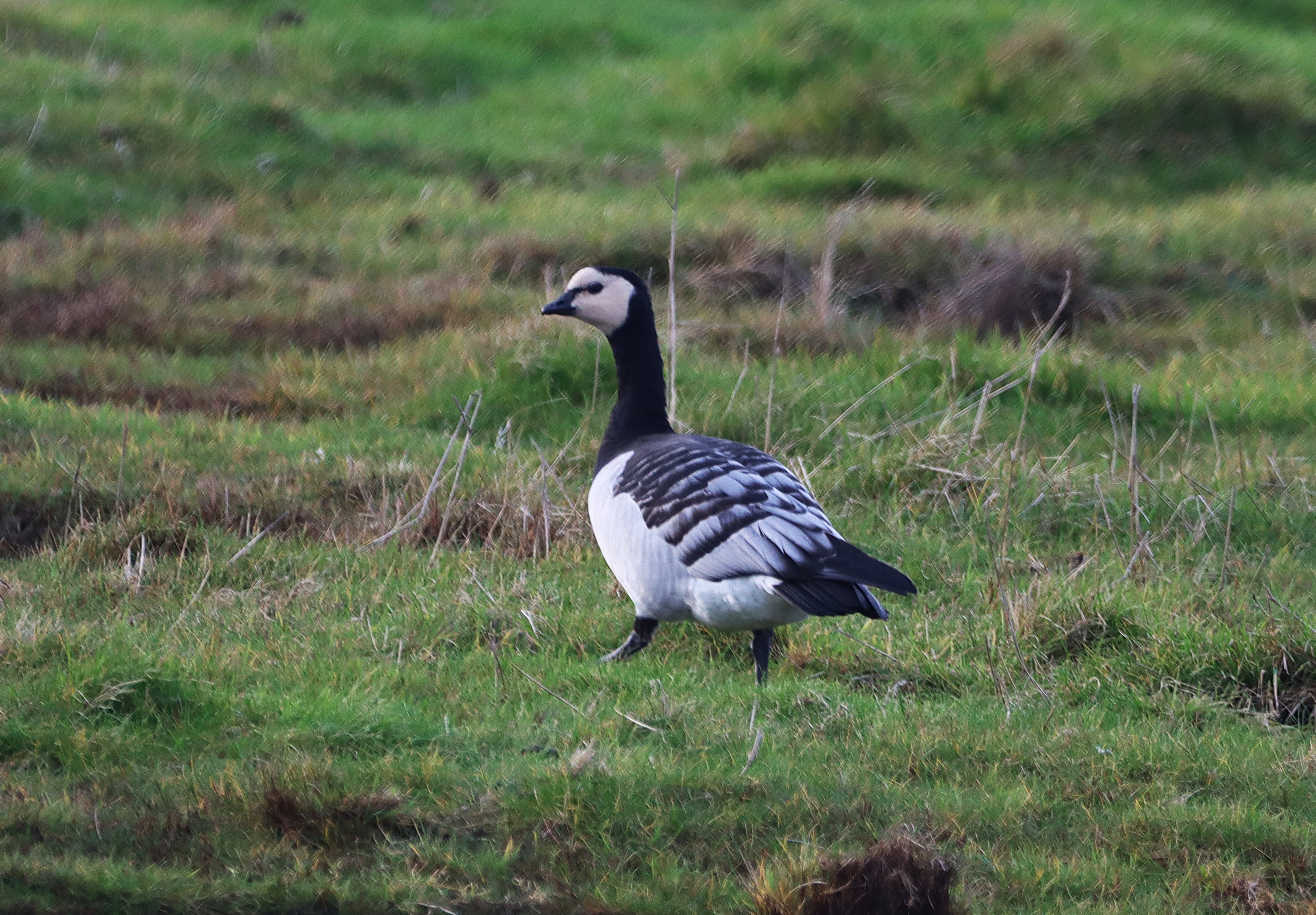 Barnacle Goose - 21-01-2025