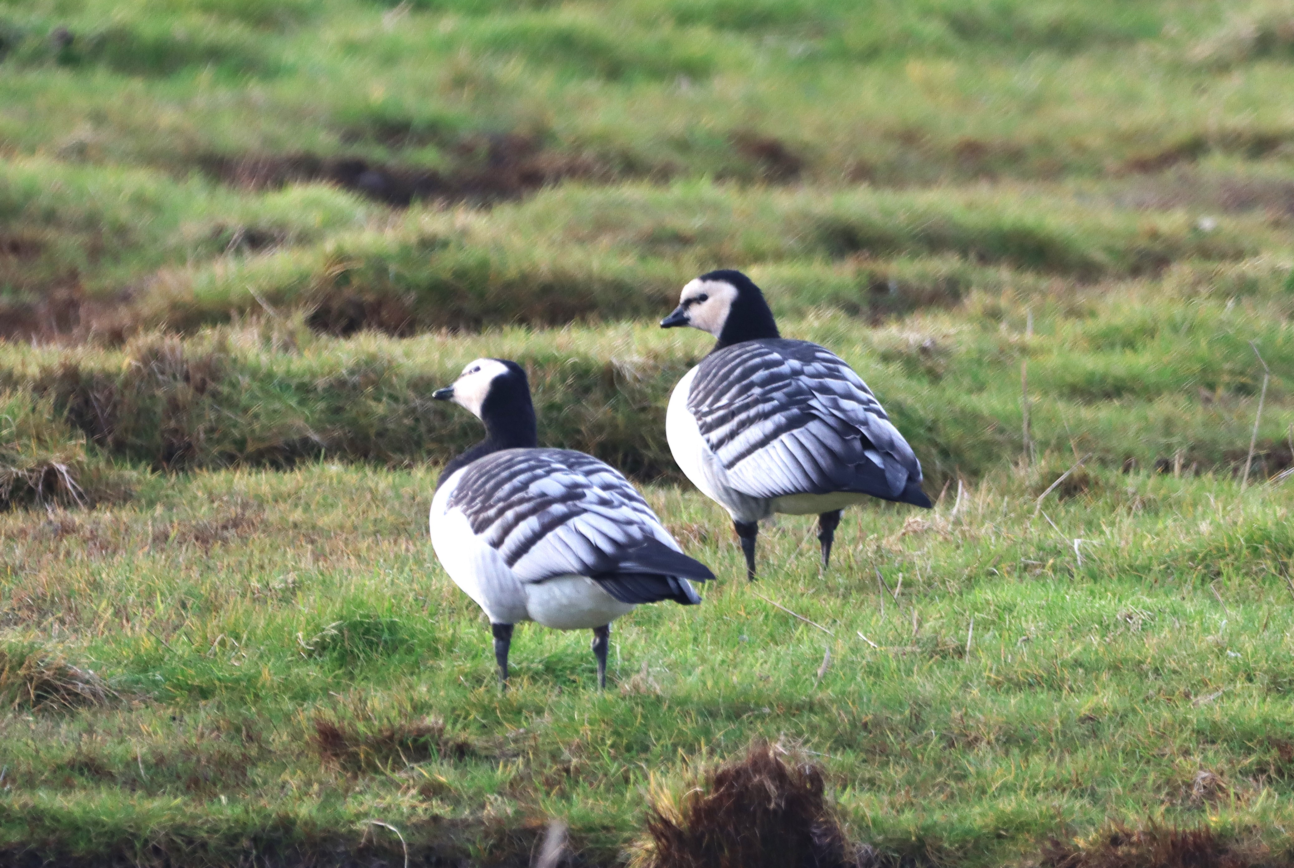 Barnacle Goose - 21-01-2025