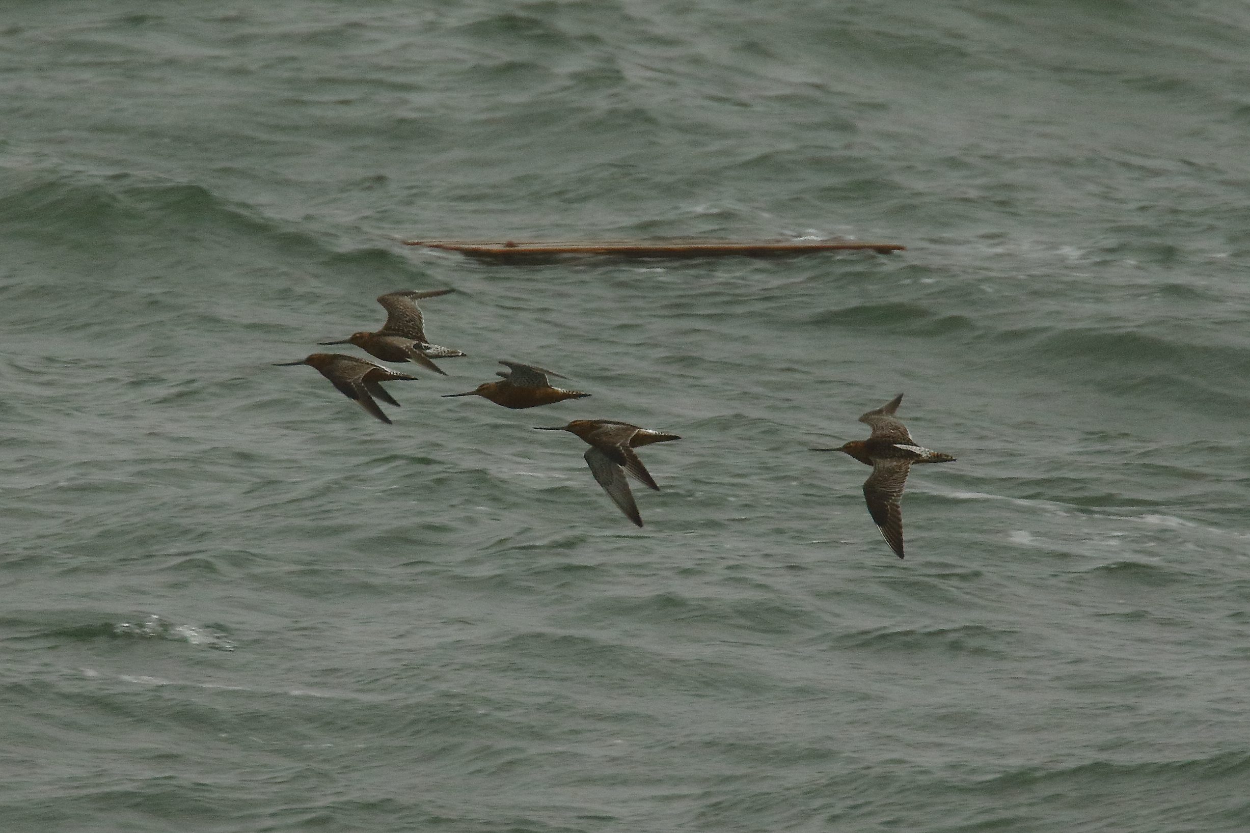 Bar-tailed Godwit - 01-07-2021