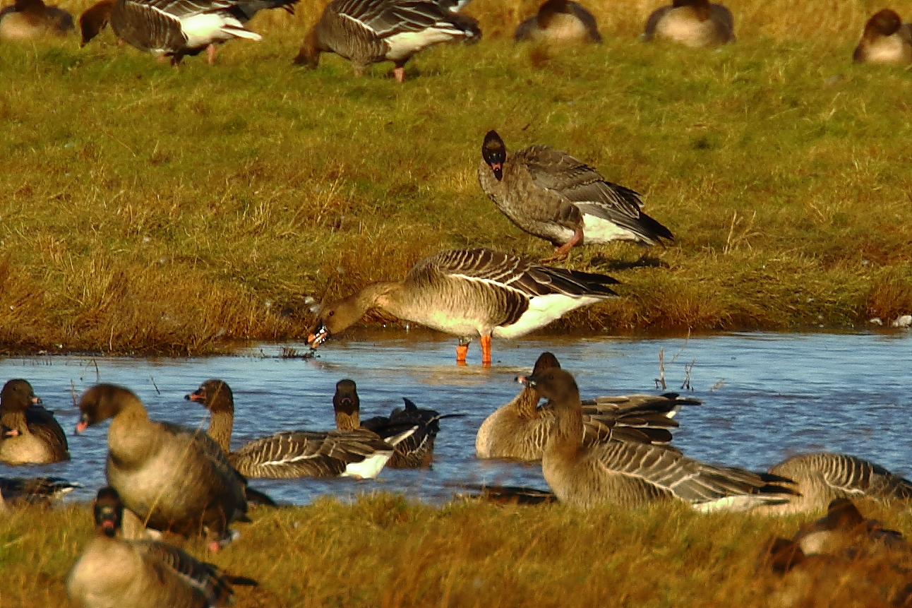 Tundra Bean Goose - 19-11-2021