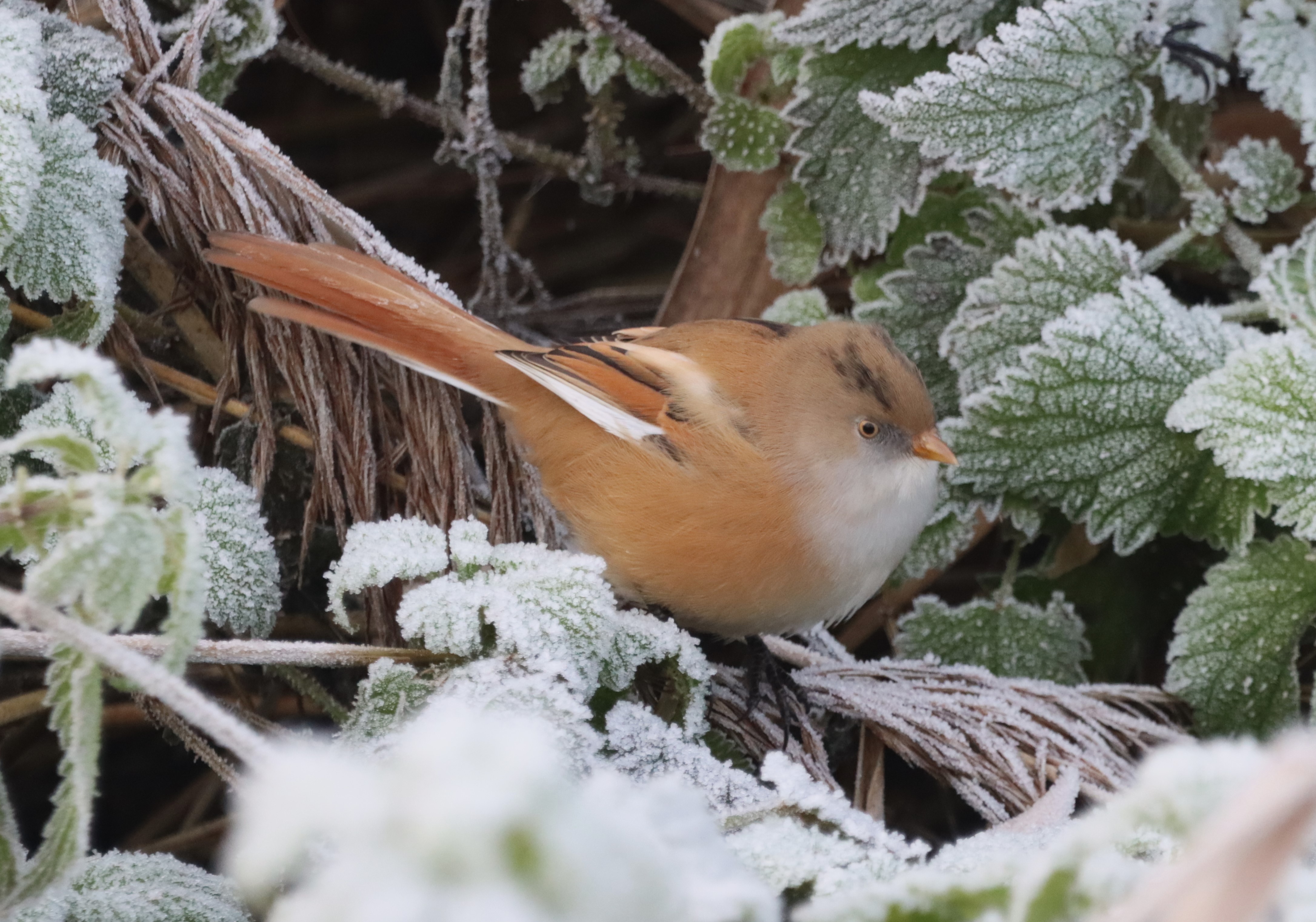 Bearded Tit - 13-12-2022