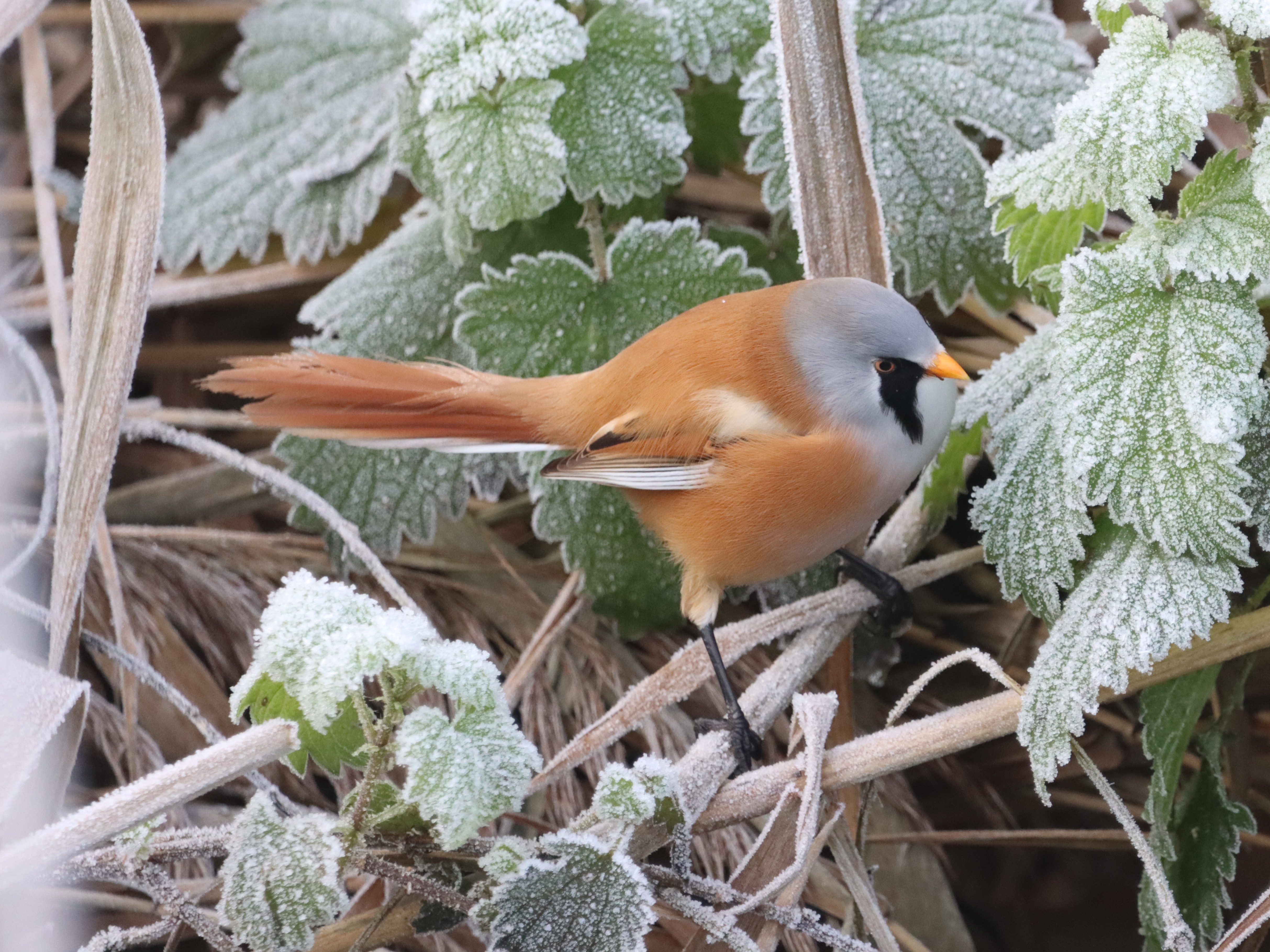 Bearded Tit - 13-12-2022