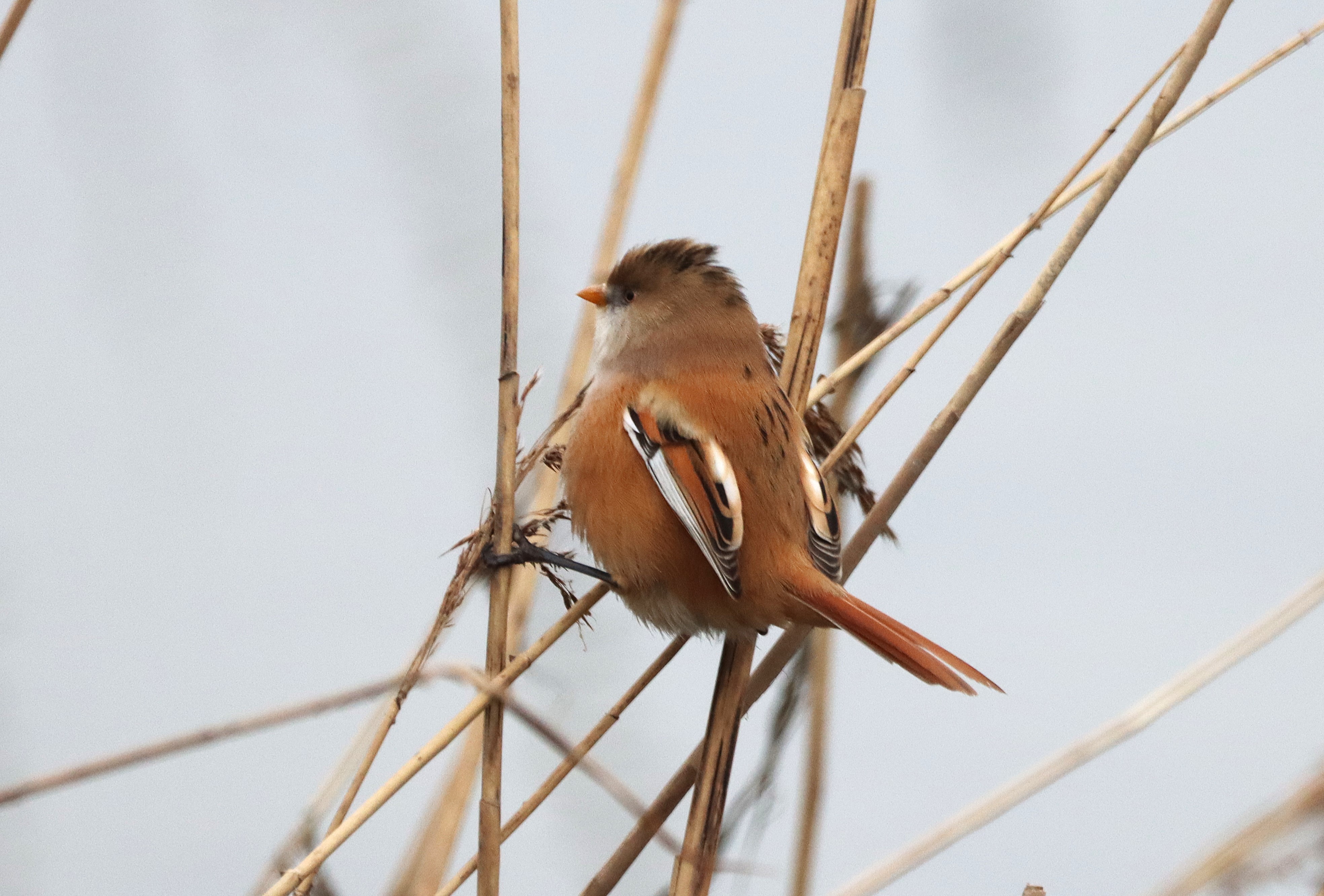 Bearded Tit - 18-01-2025