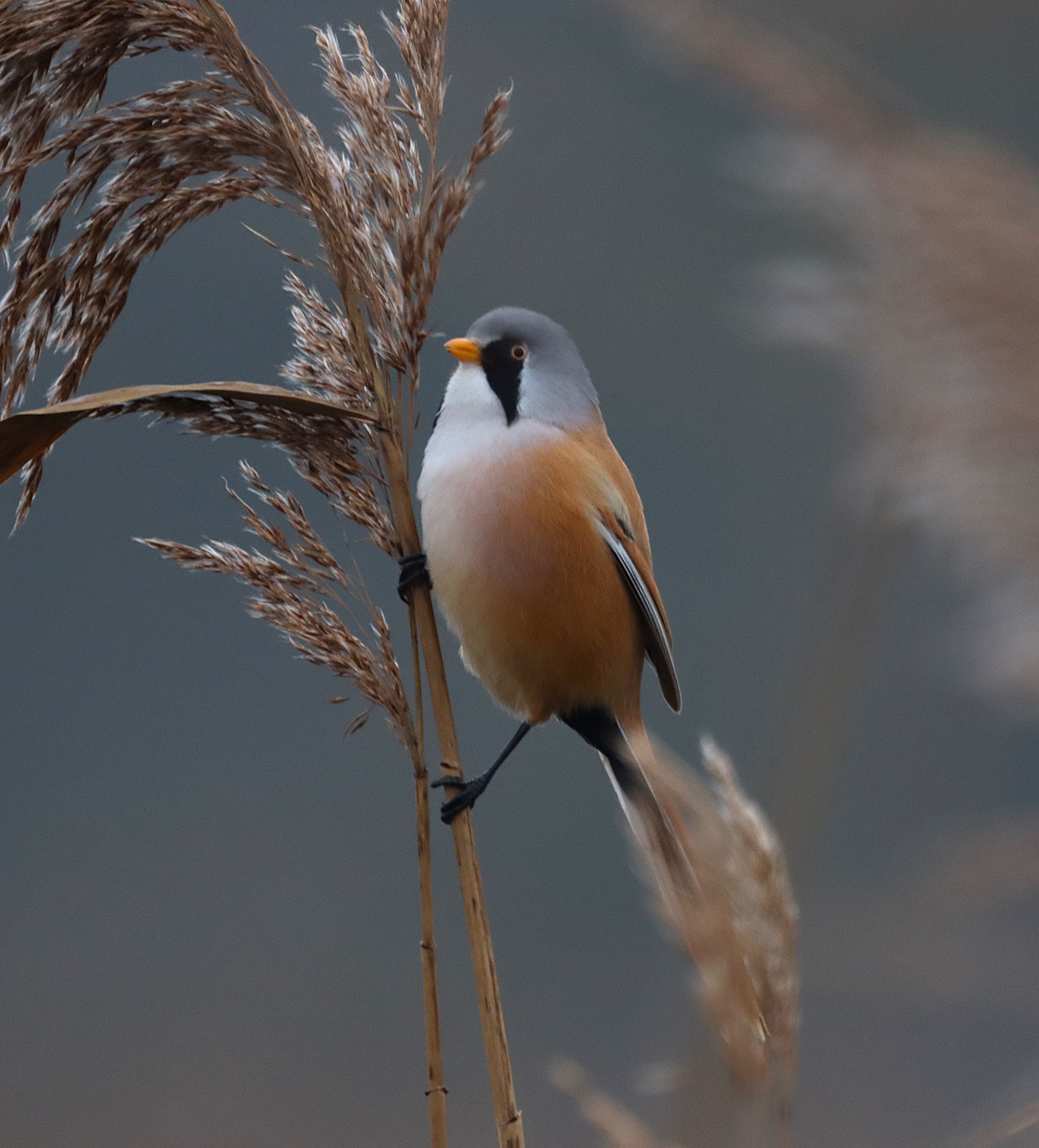 Bearded Tit - 18-01-2025