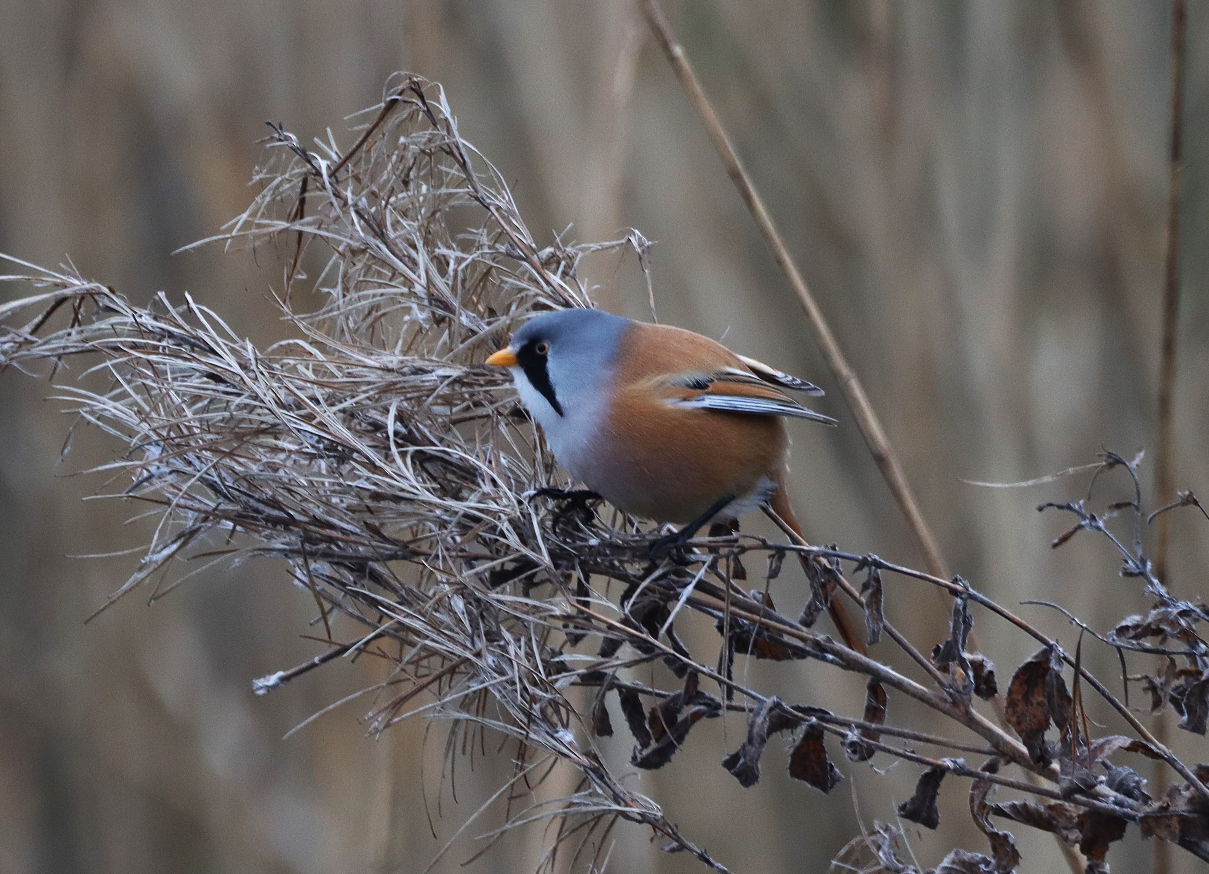 Bearded Tit - 18-01-2025