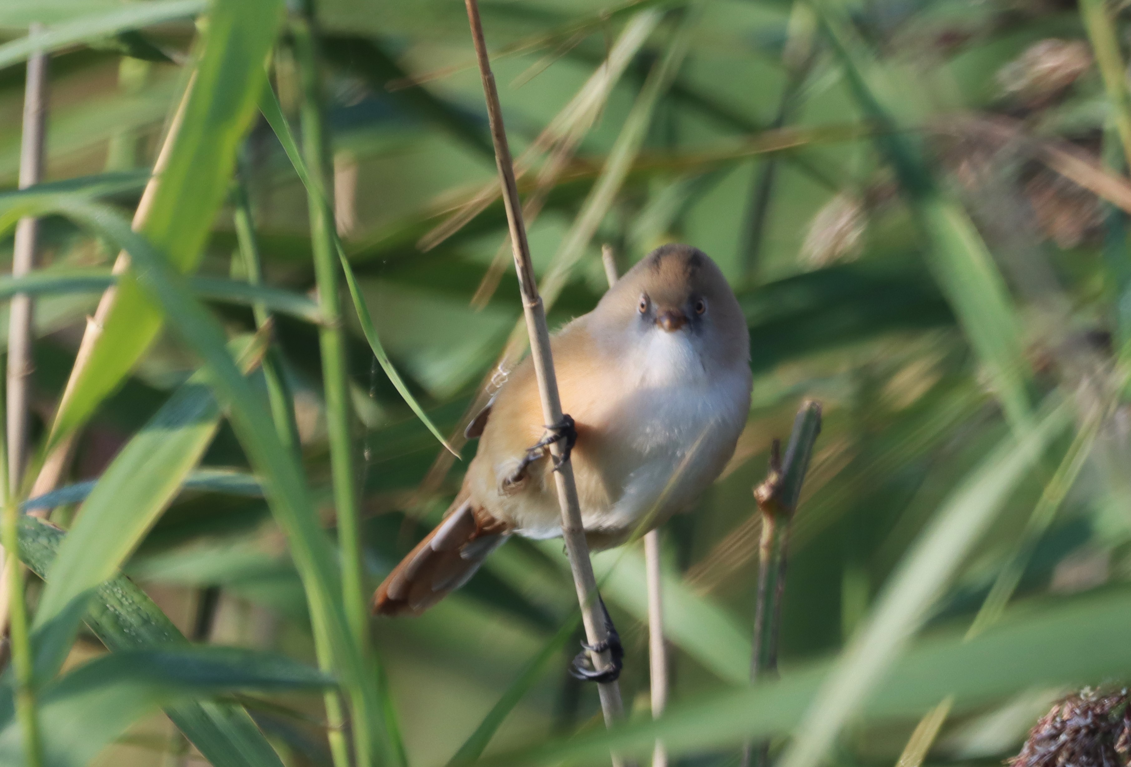 Bearded Tit - 21-09-2024