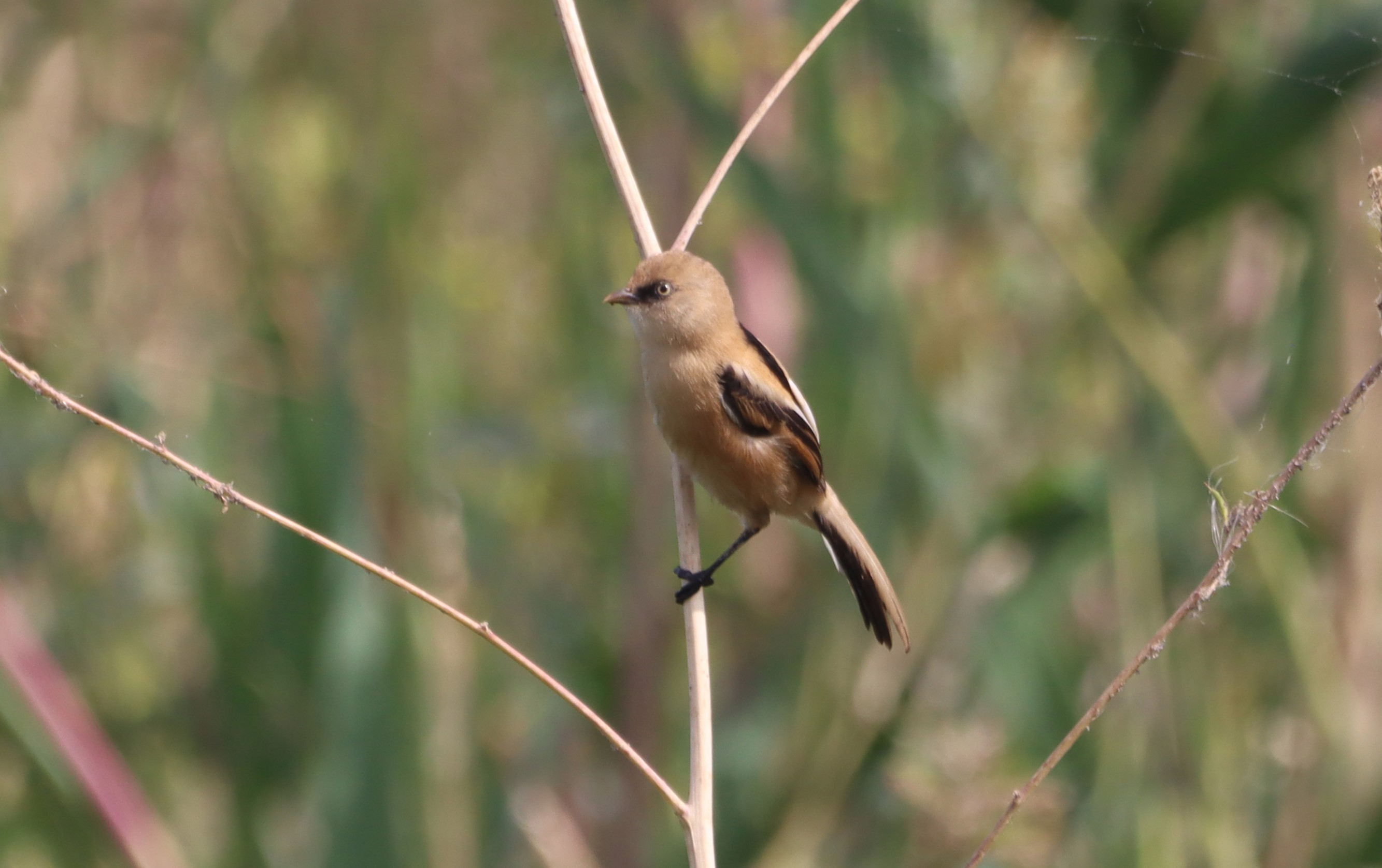 Bearded Tit - 27-06-2026