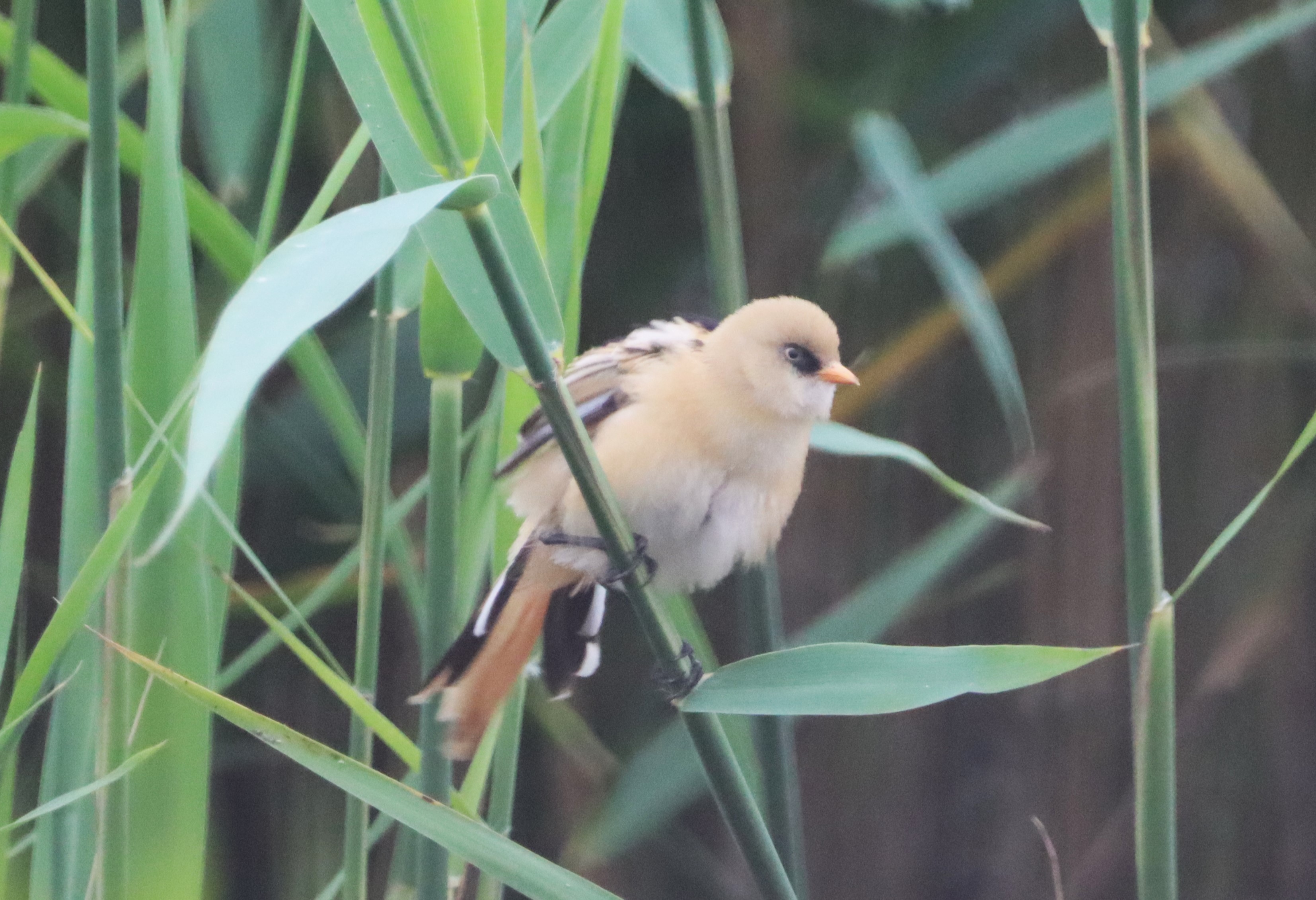 Bearded Tit - 09-07-2023