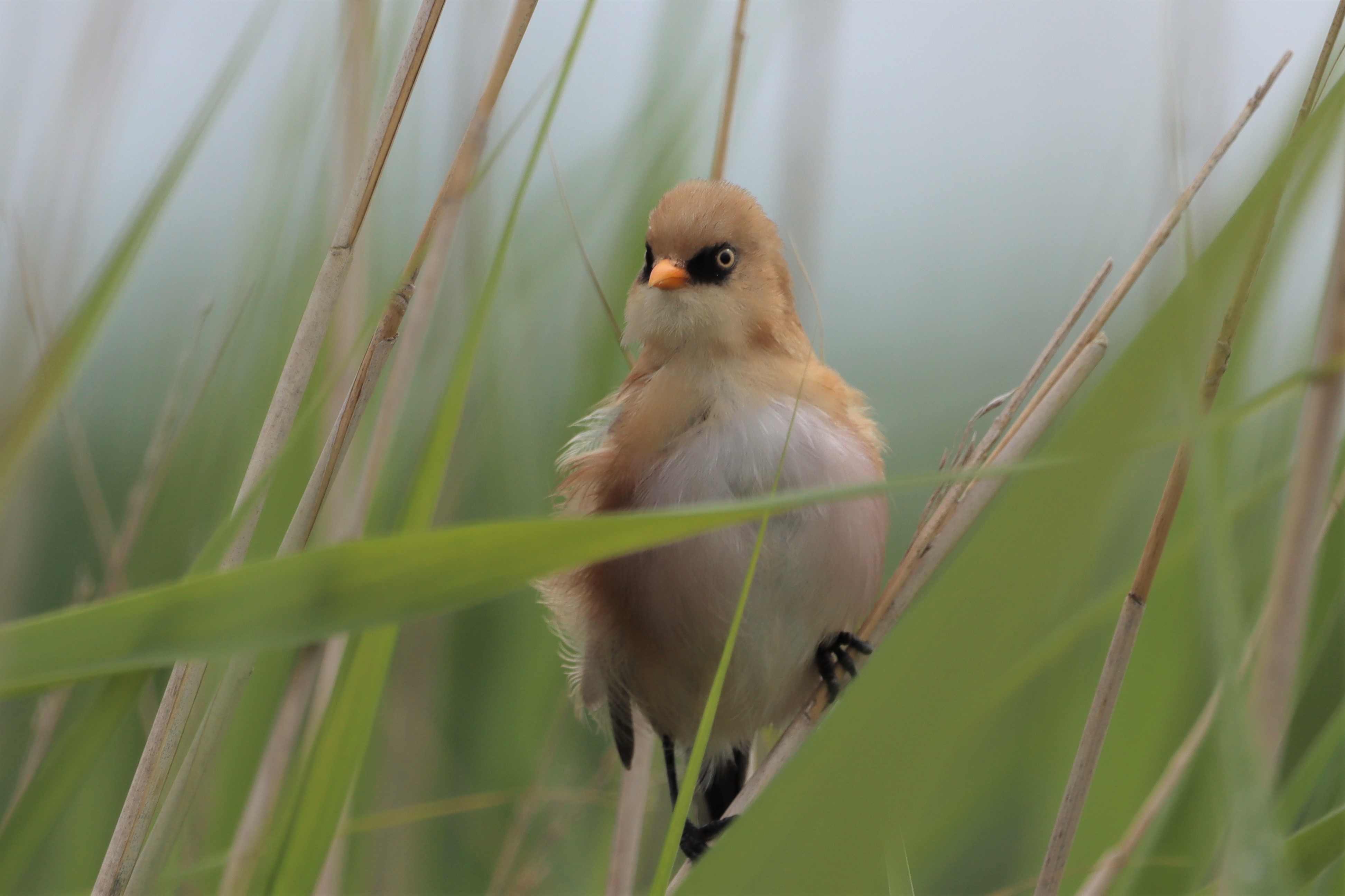 Bearded Tit - 01-08-2021