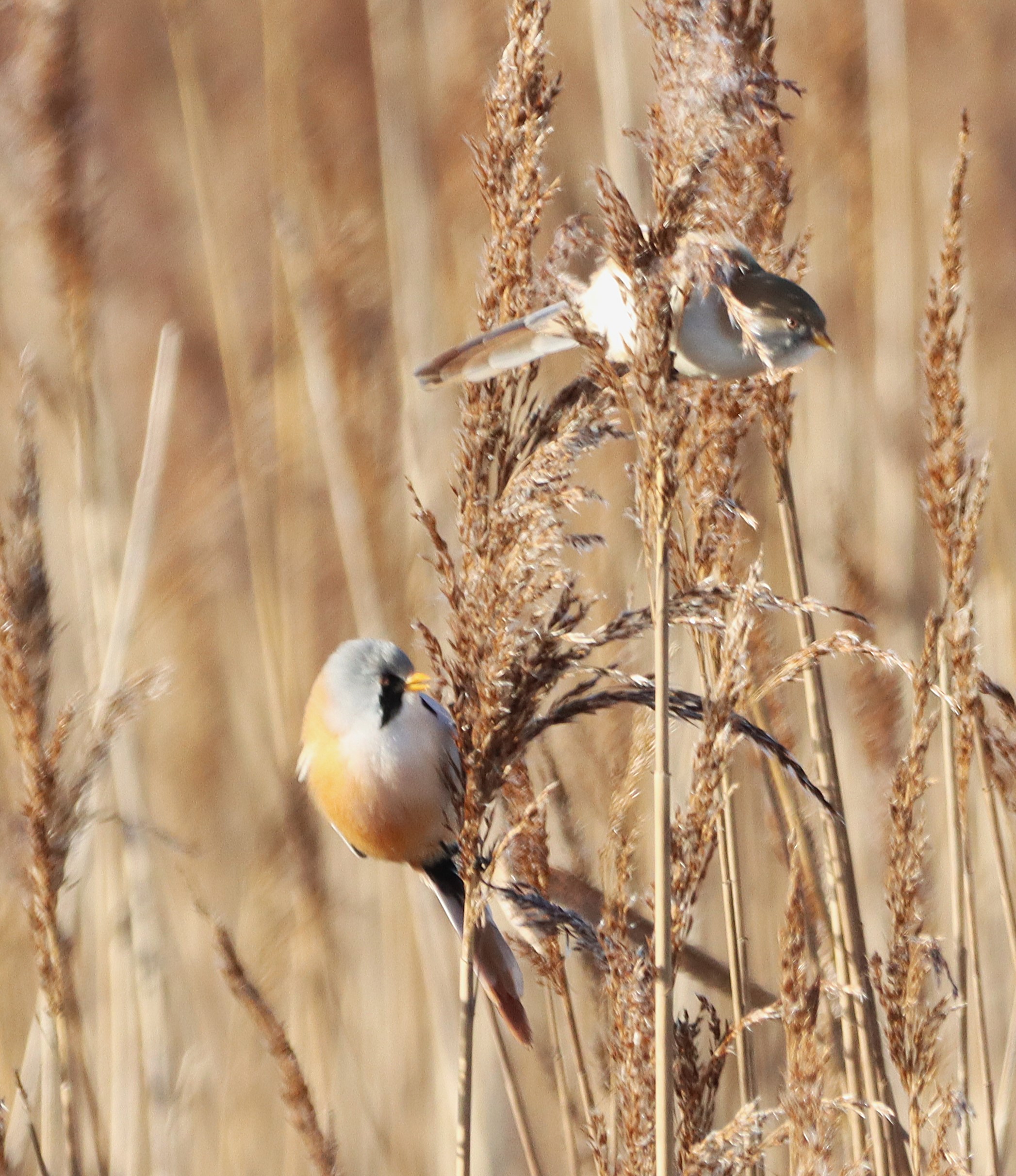 Bearded Tit - 12-01-2025