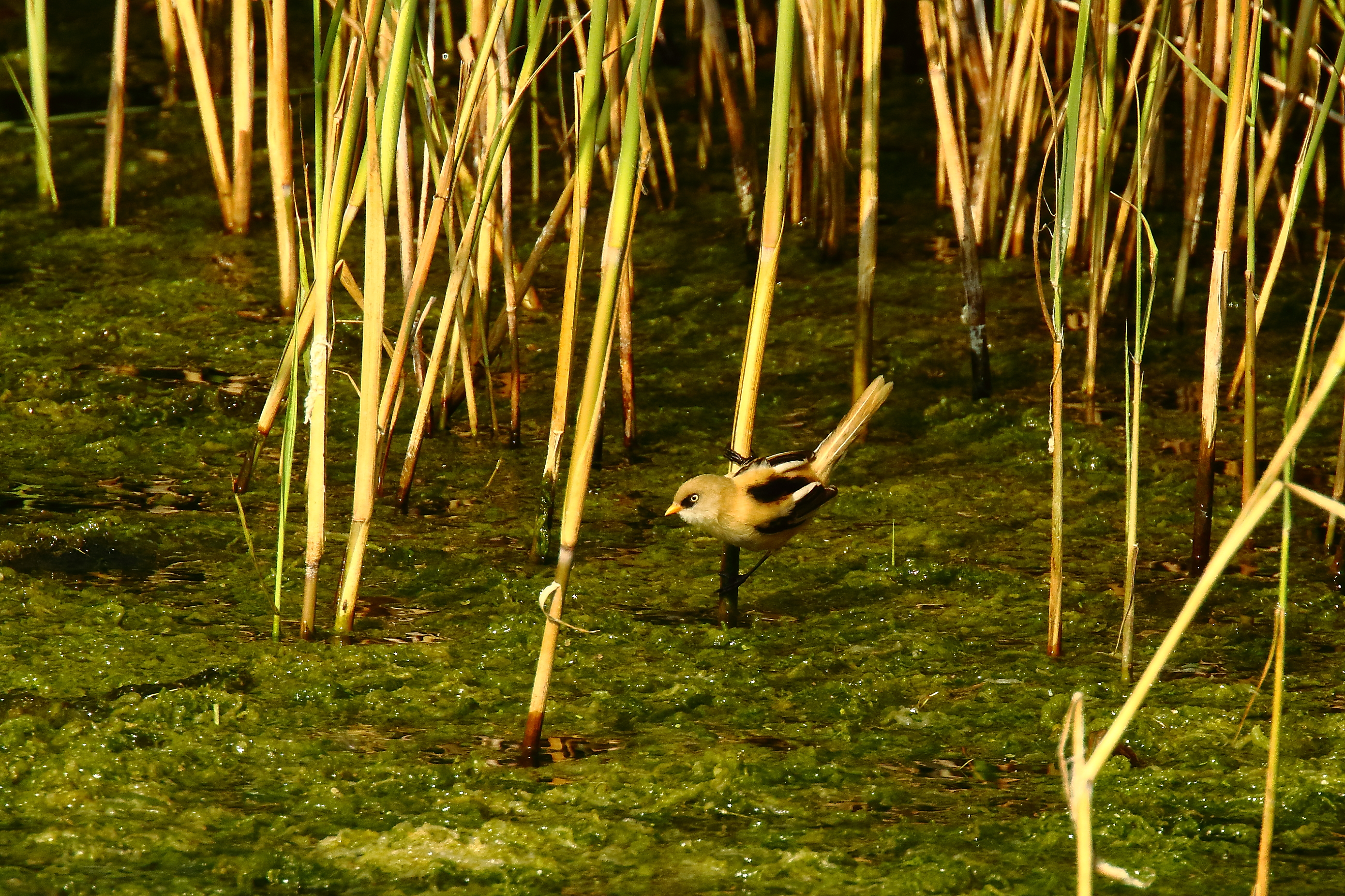 Bearded Tit - 20-07-2021