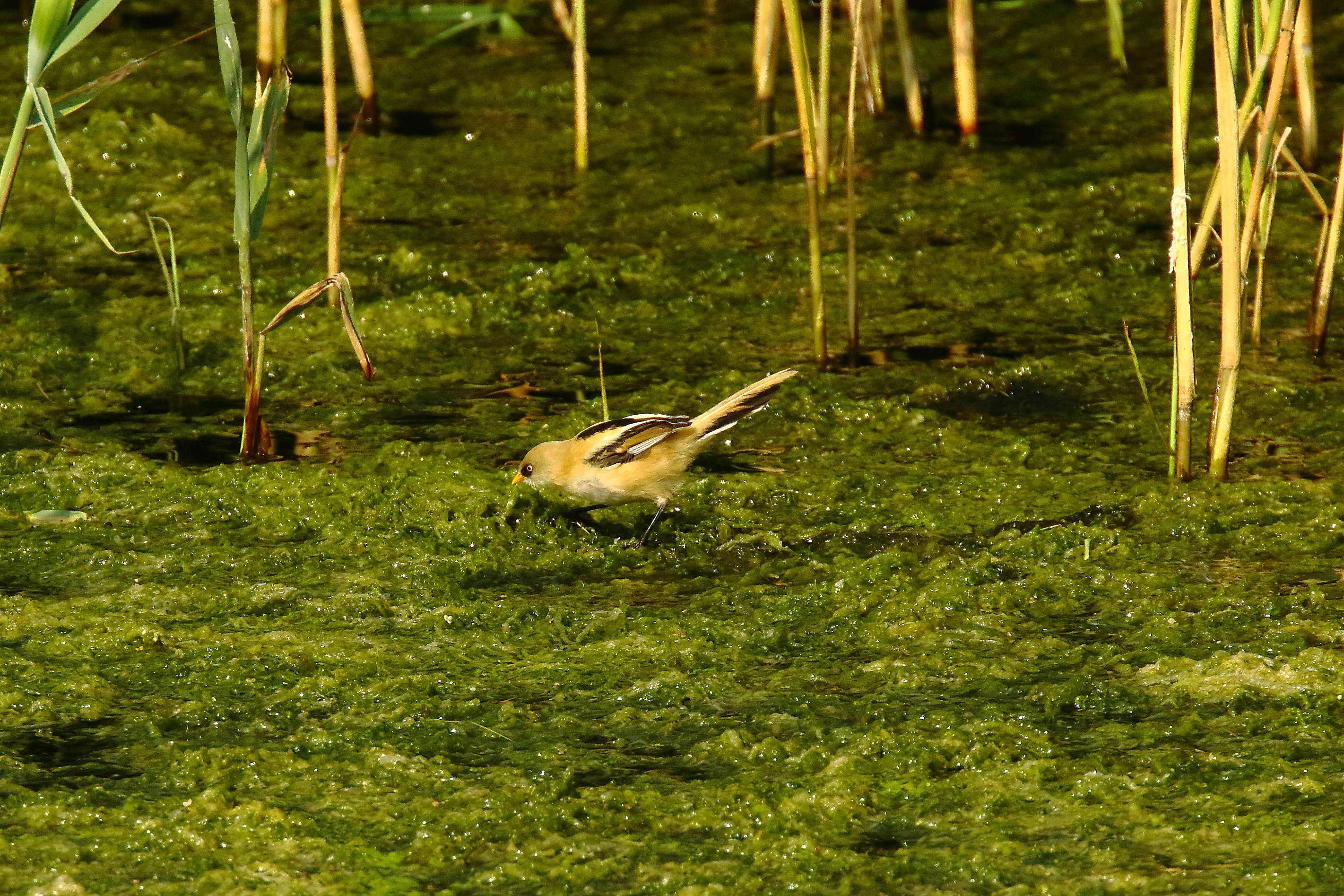 Bearded Tit - 20-07-2021