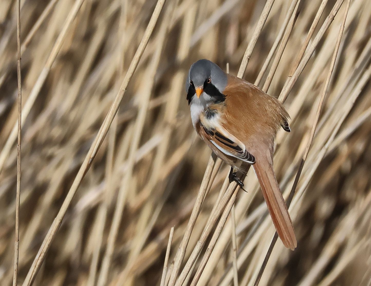 Bearded Tit - 08-04-2026