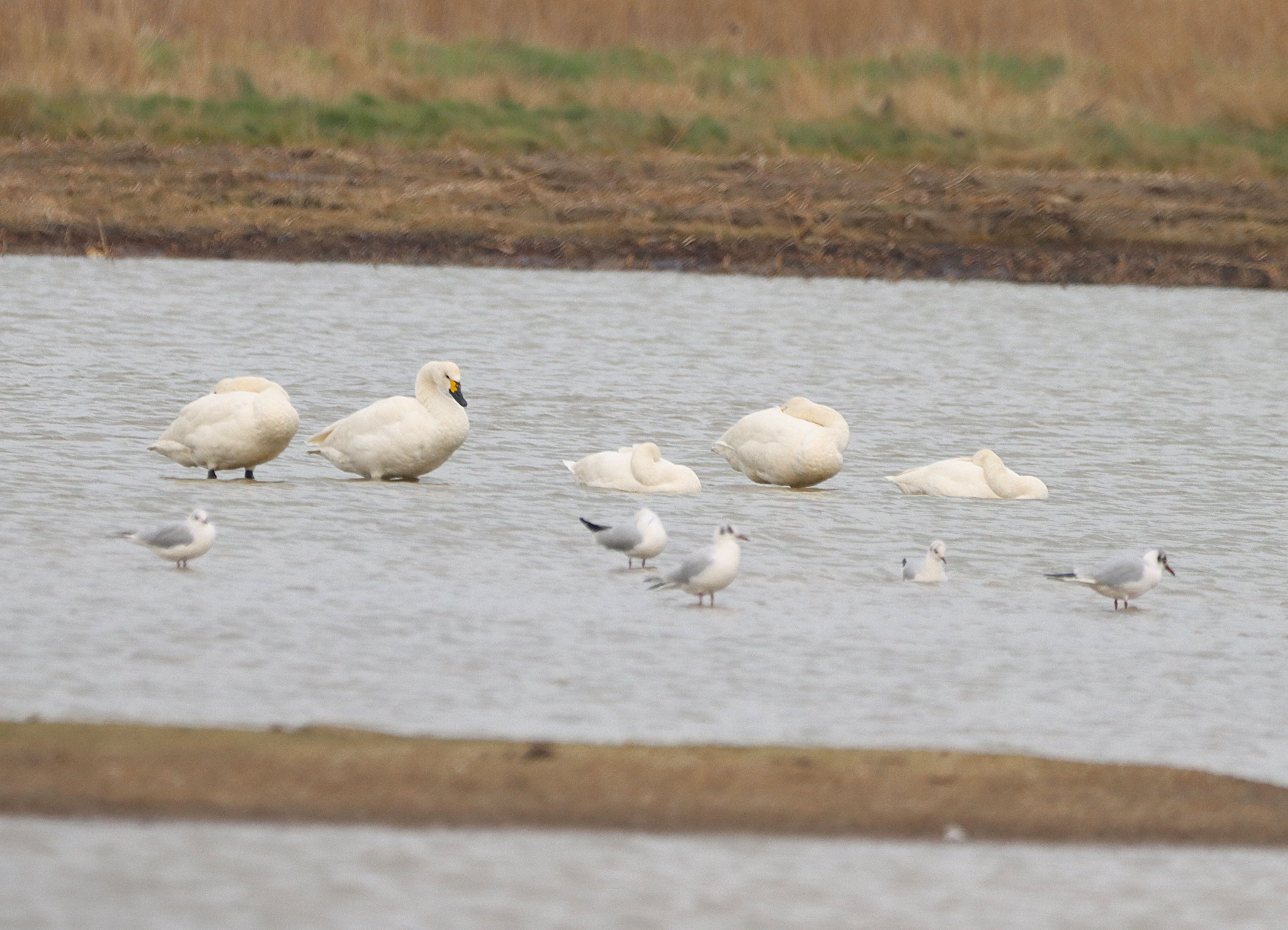 Bewick's Swan - 19-02-2025