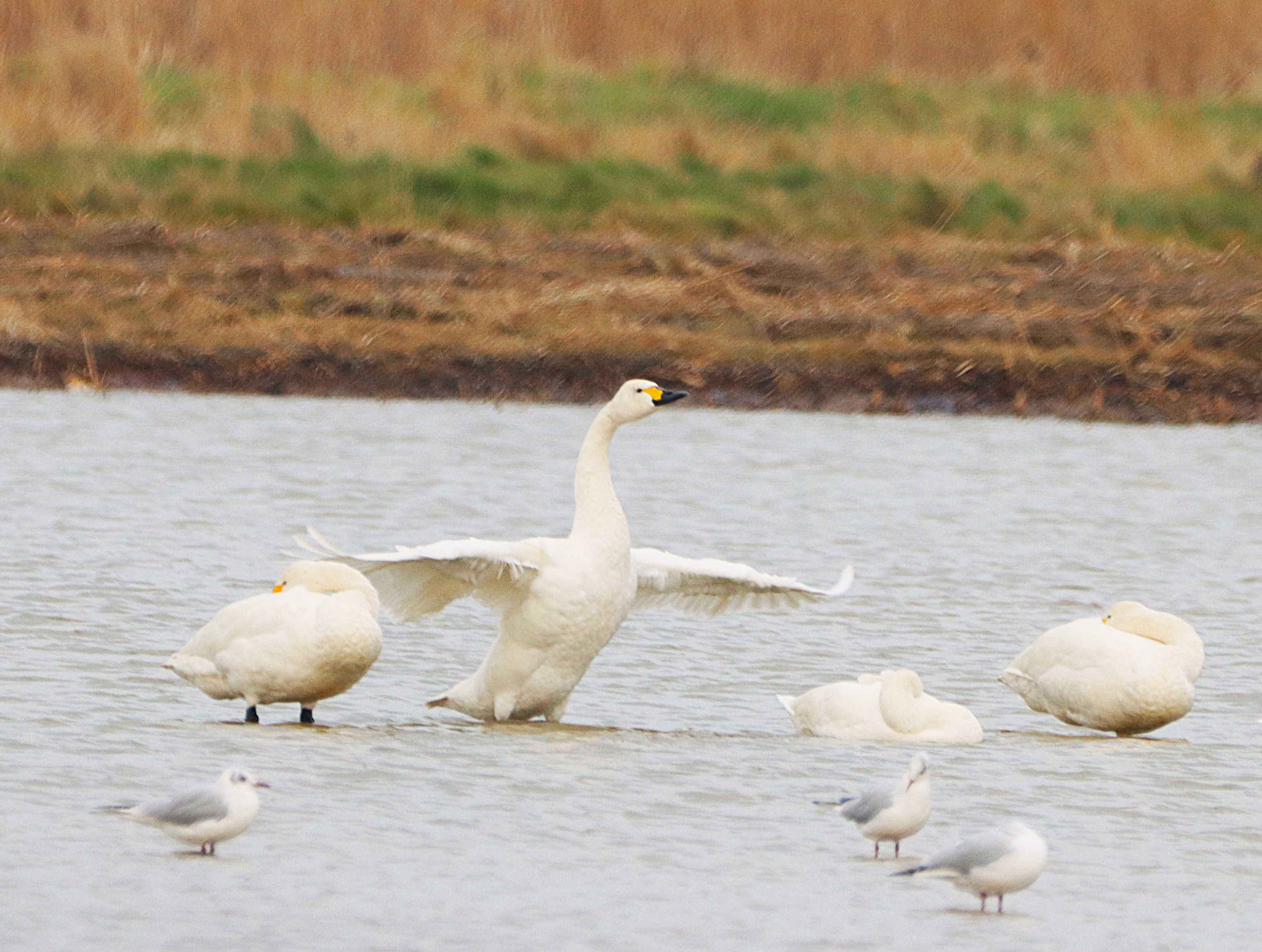 Bewick's Swan - 19-02-2025