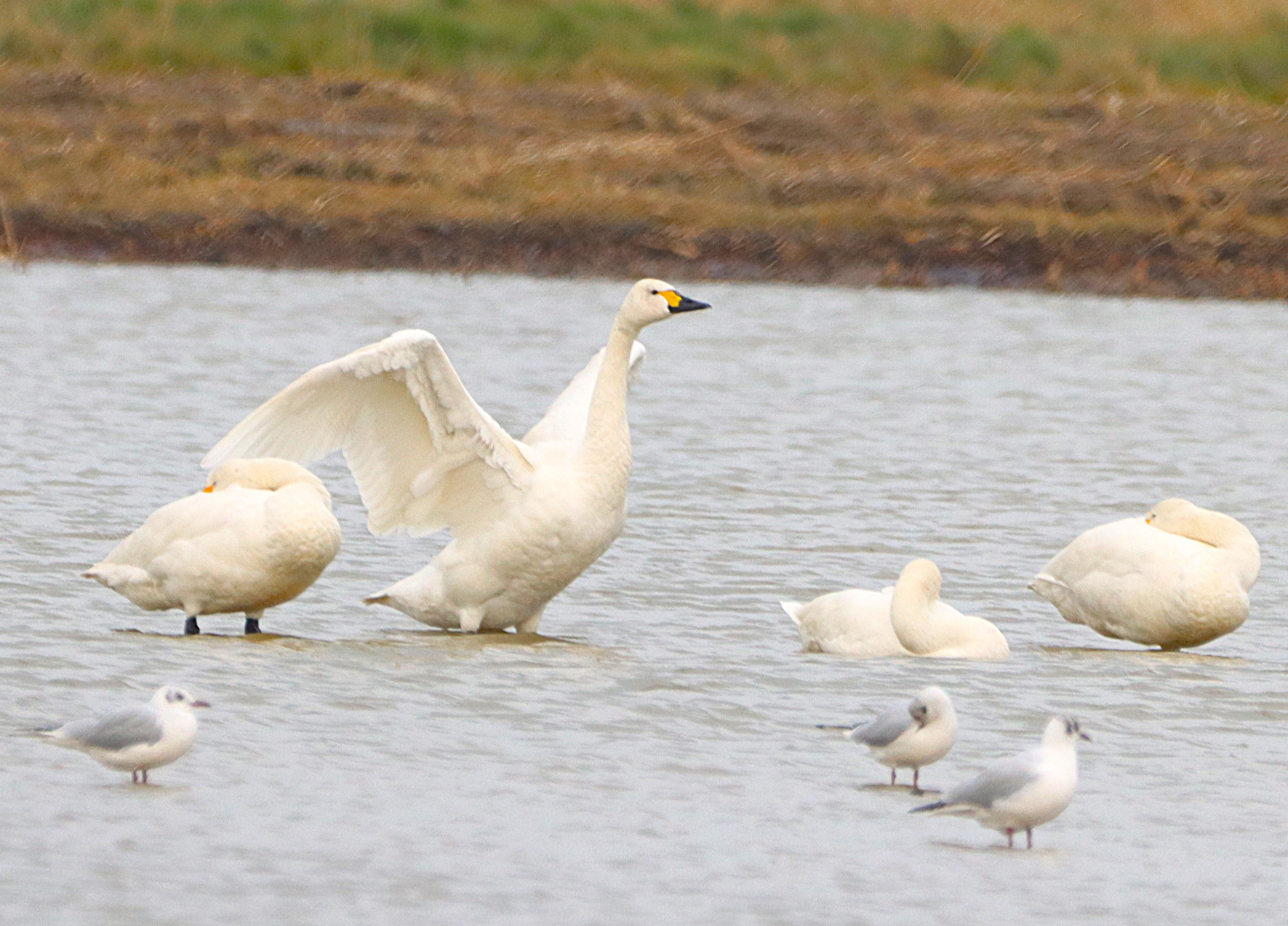 Bewick's Swan - 19-02-2025