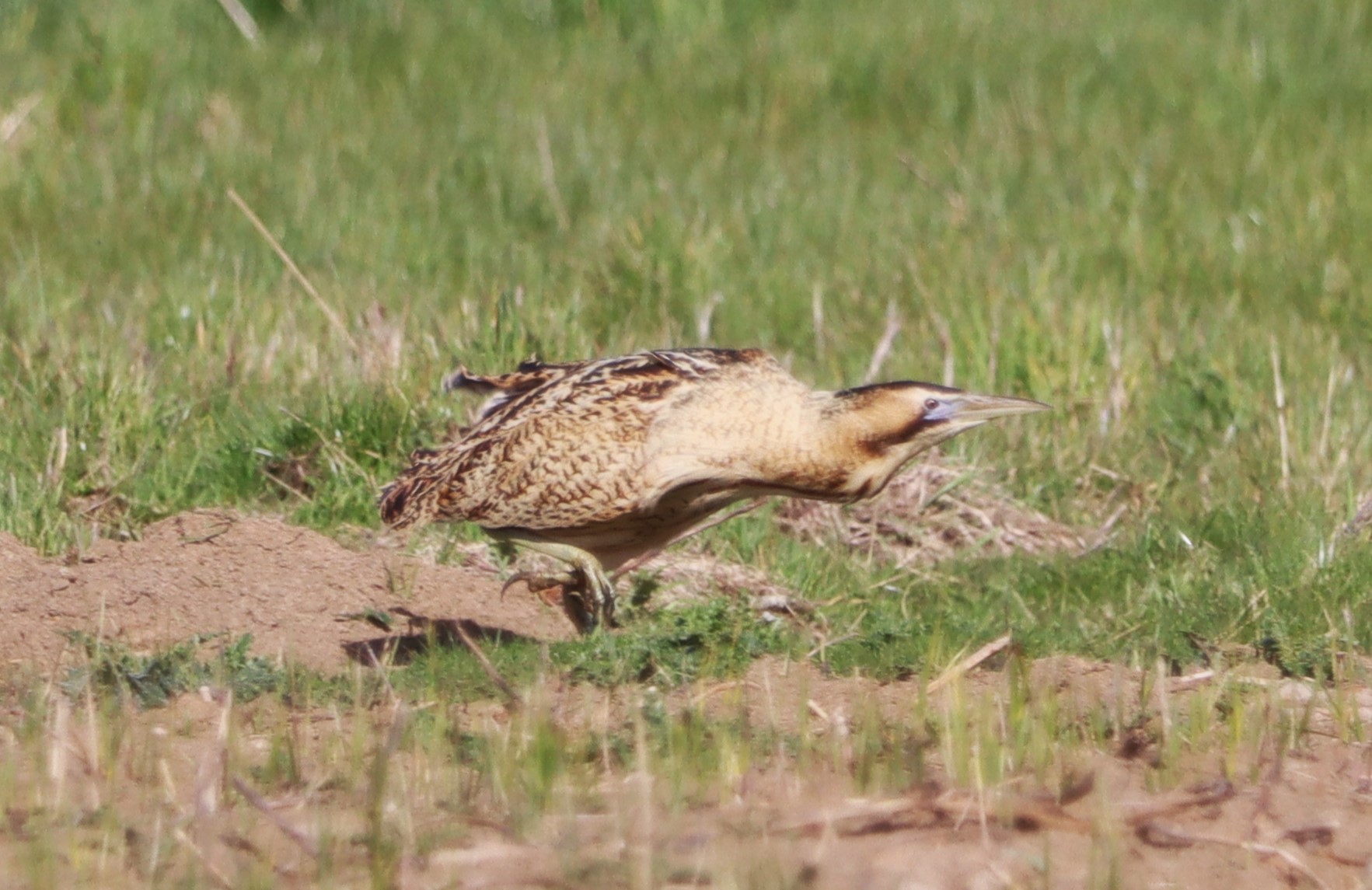 Bittern - 13-04-2023