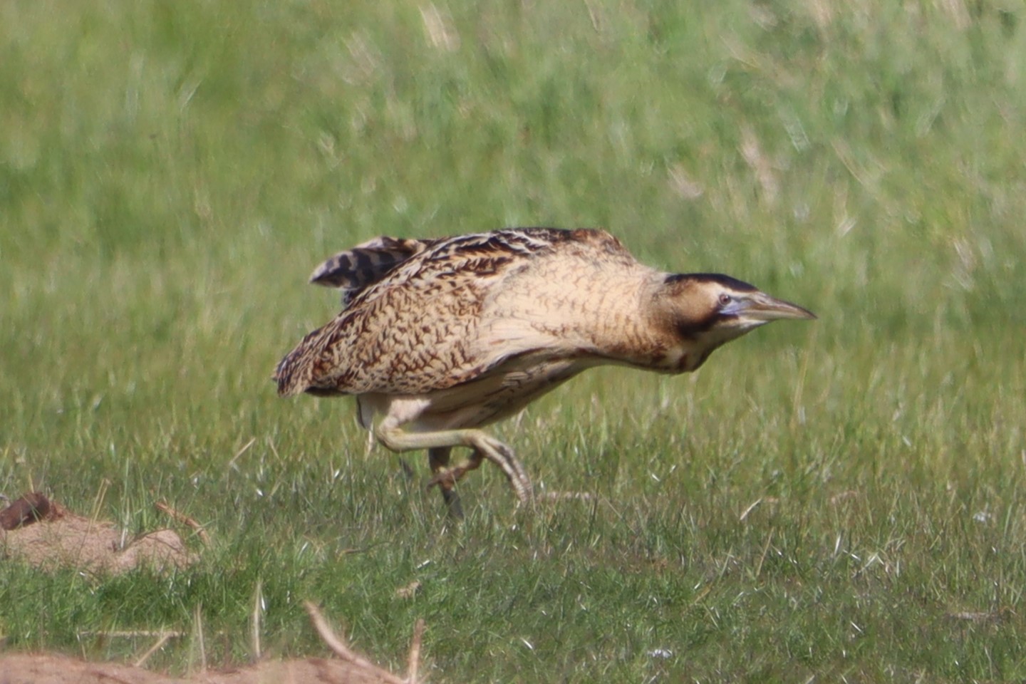 Bittern - 13-04-2023