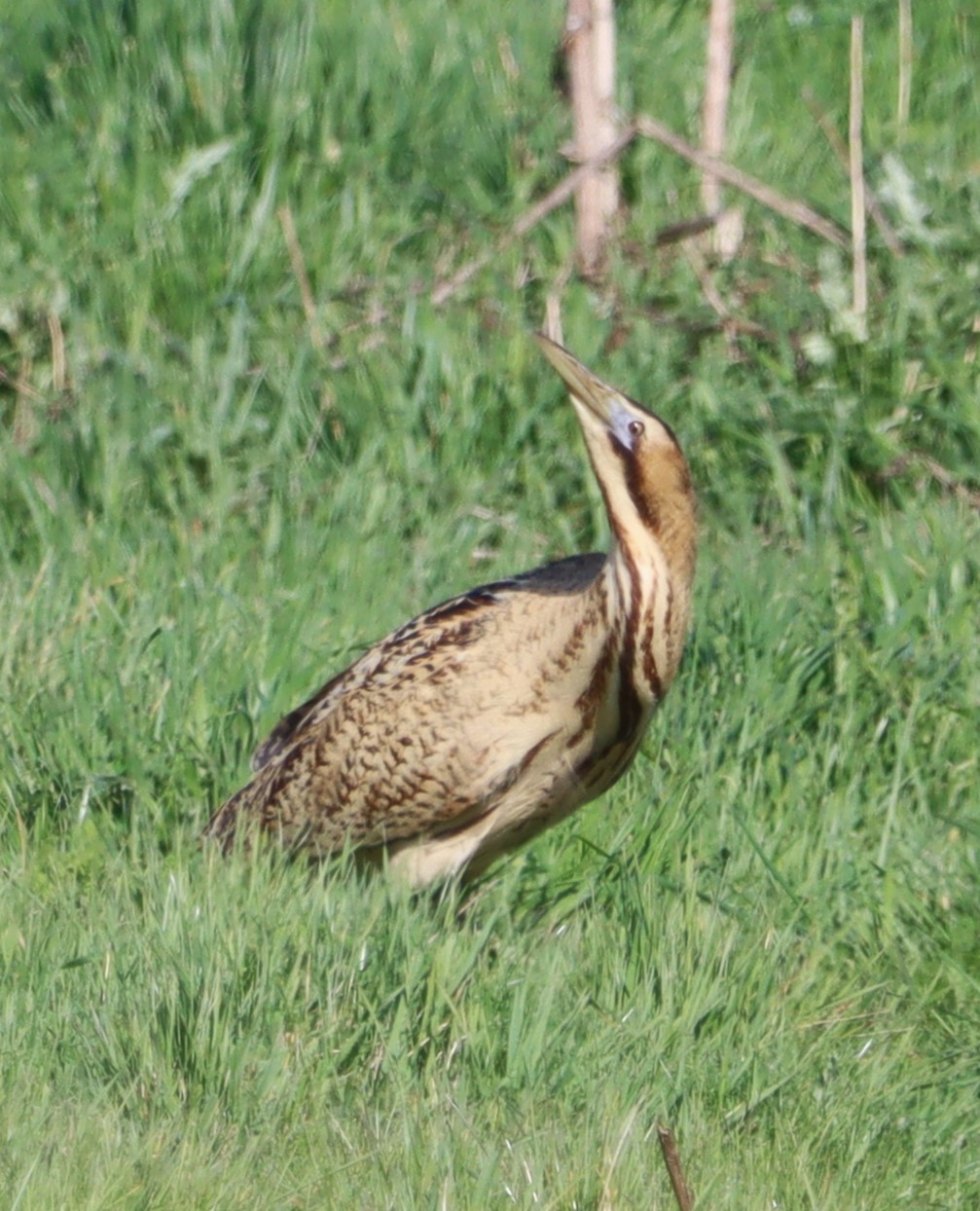 Bittern - 13-04-2023