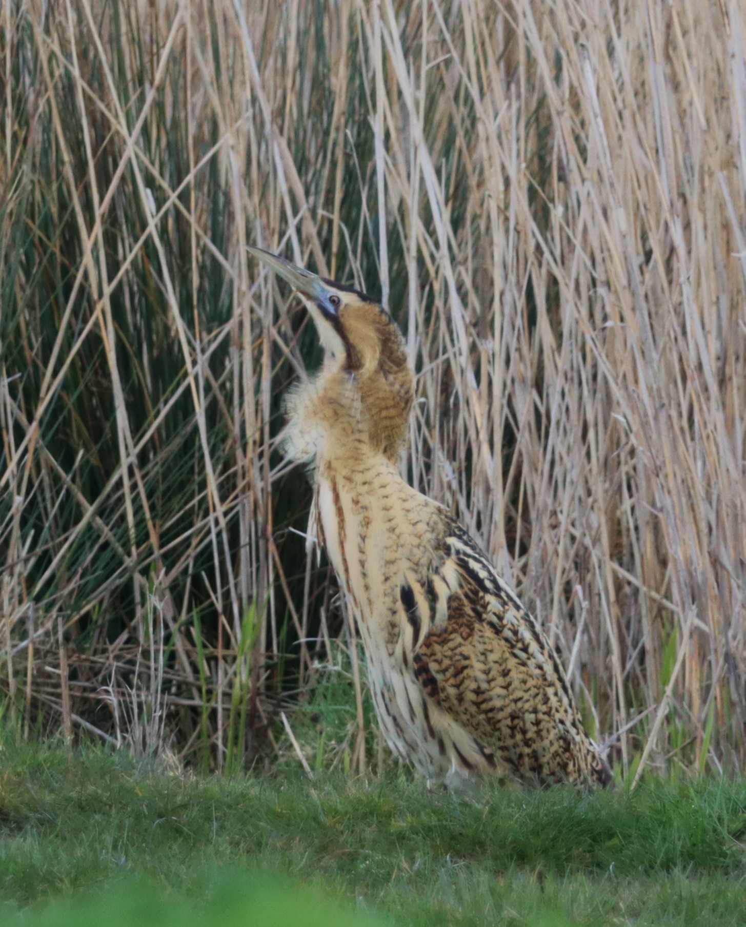 Bittern - 13-04-2023