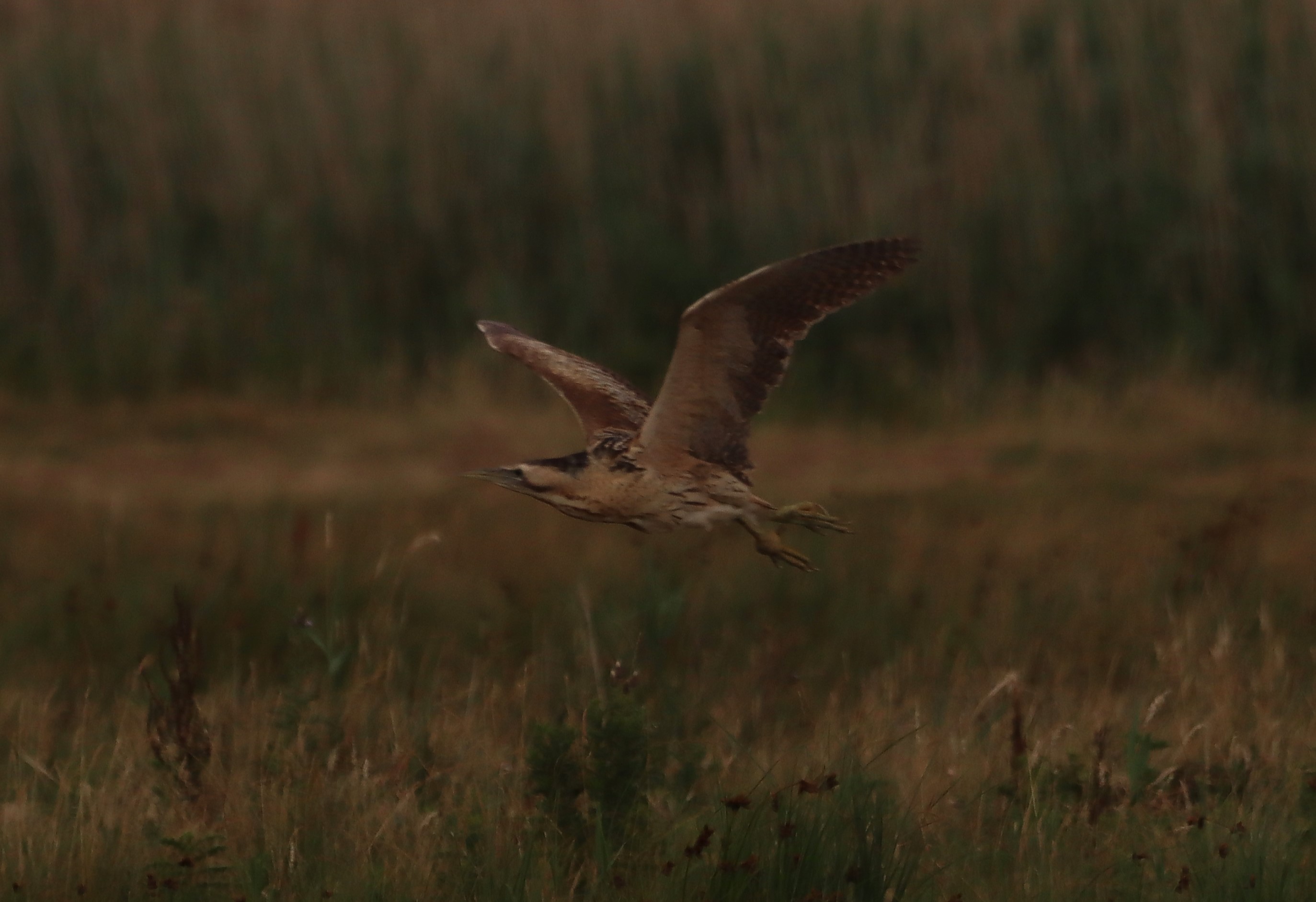 Bittern - 20-07-2025