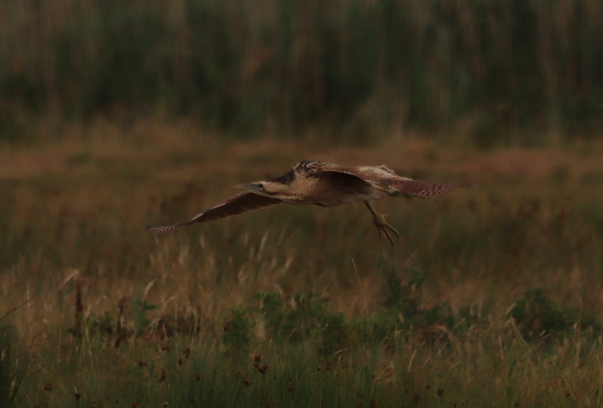Bittern - 20-07-2025