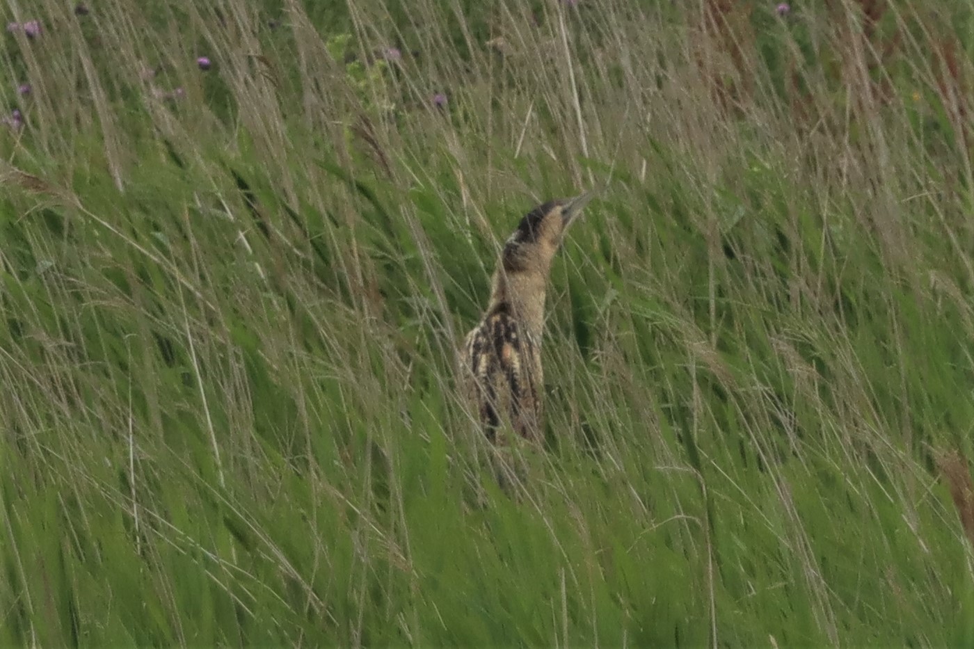 Bittern - 27-06-2021