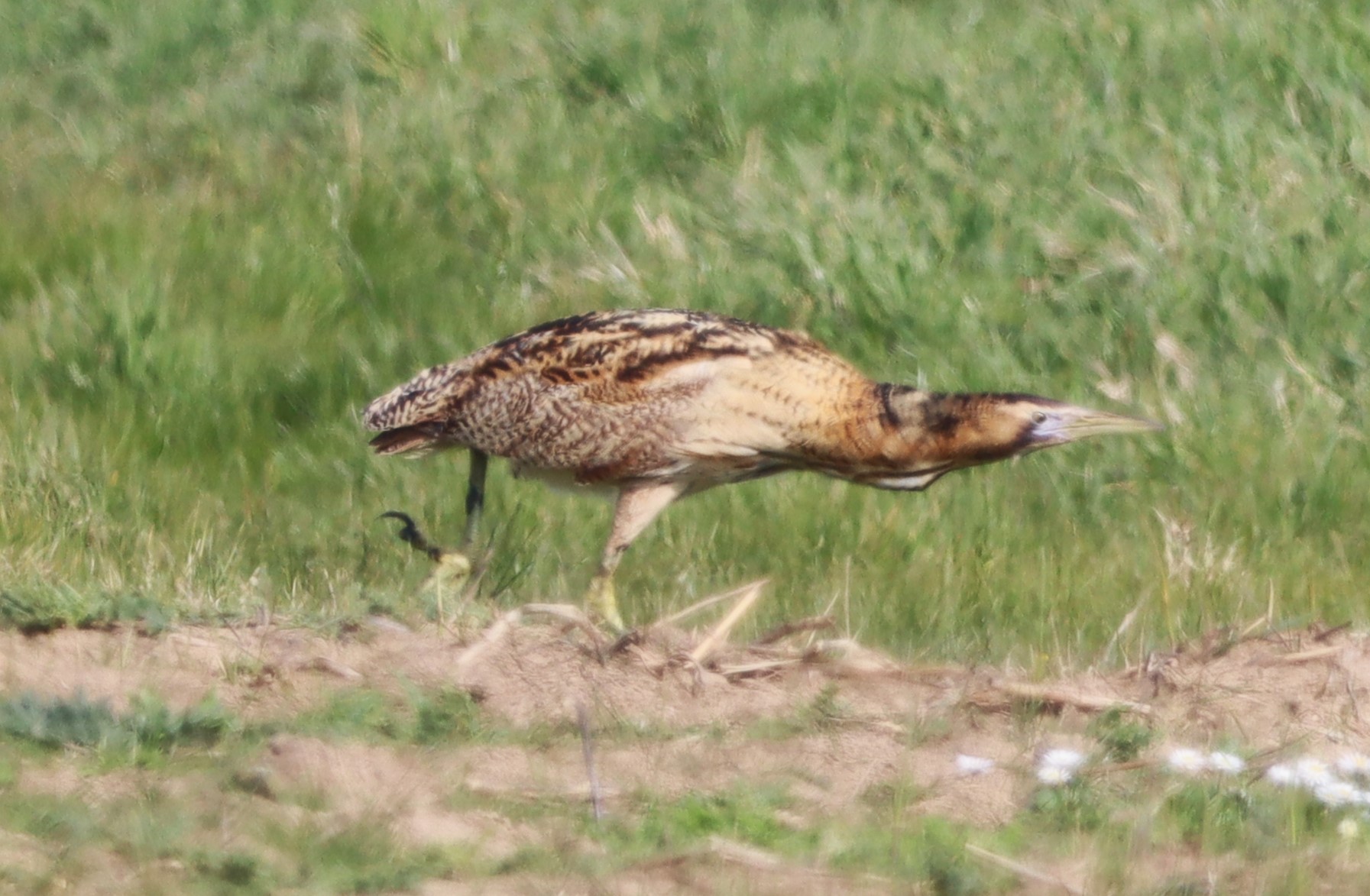 Bittern - 09-04-2023