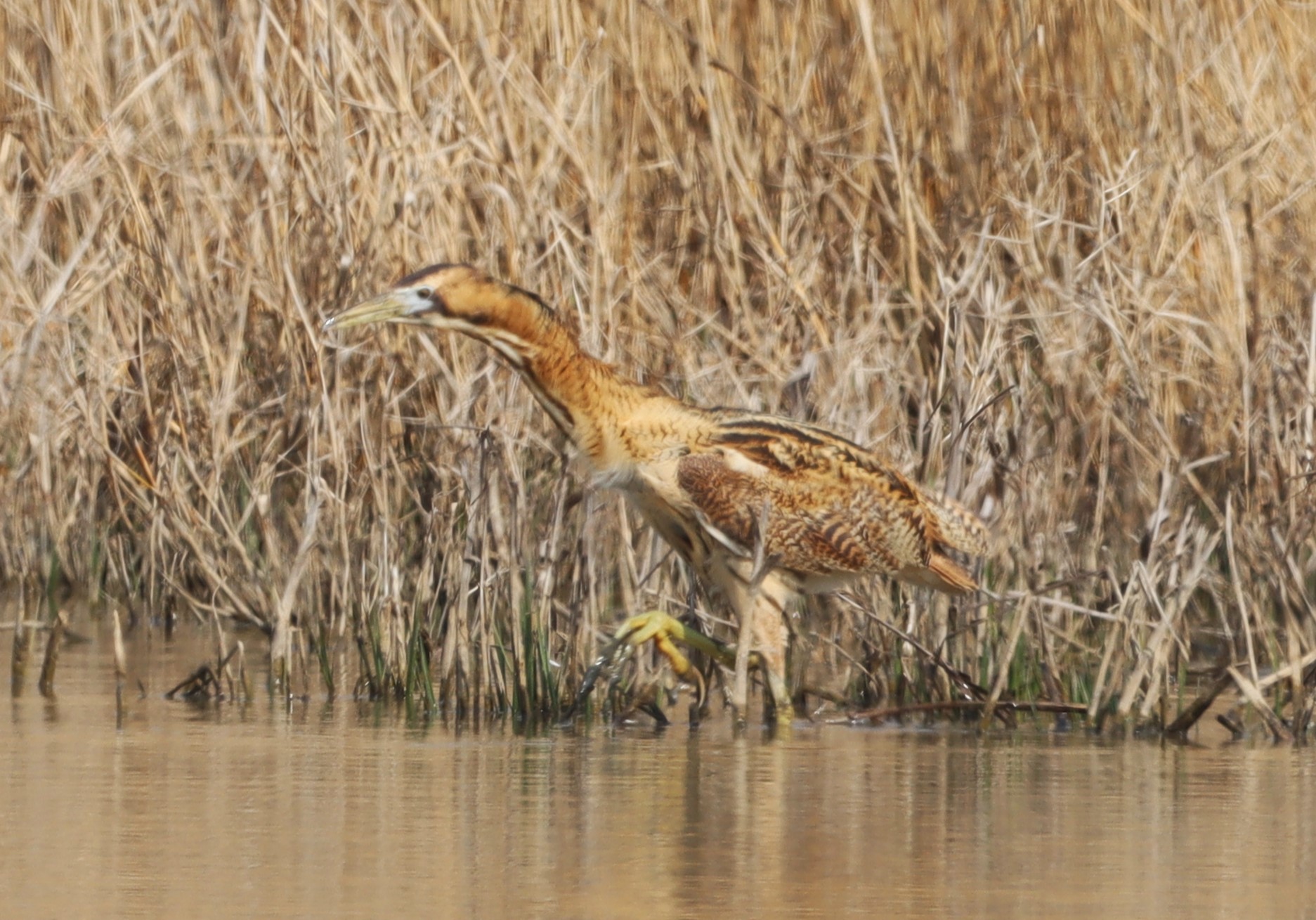 Bittern - 09-04-2023