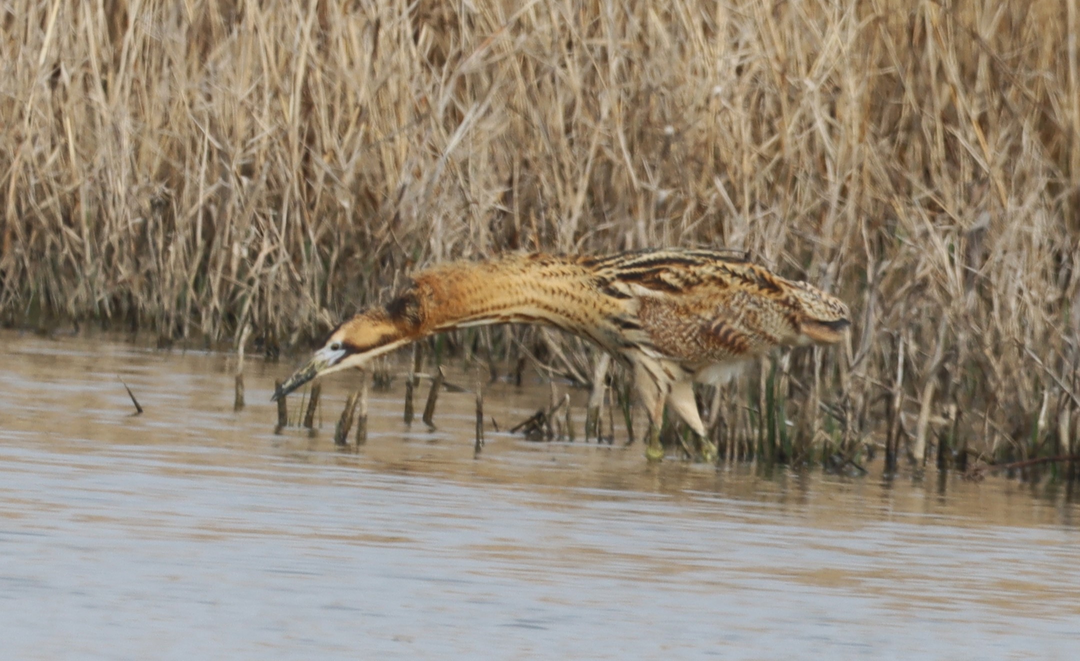 Bittern - 09-04-2023