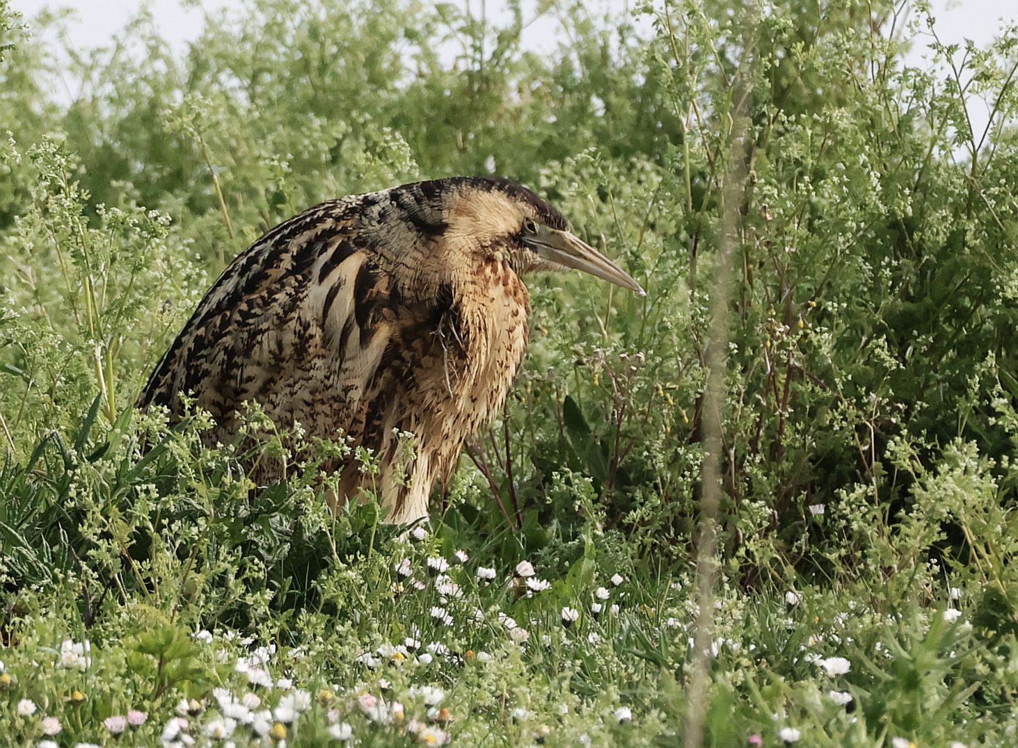 Bittern - 05-05-2026