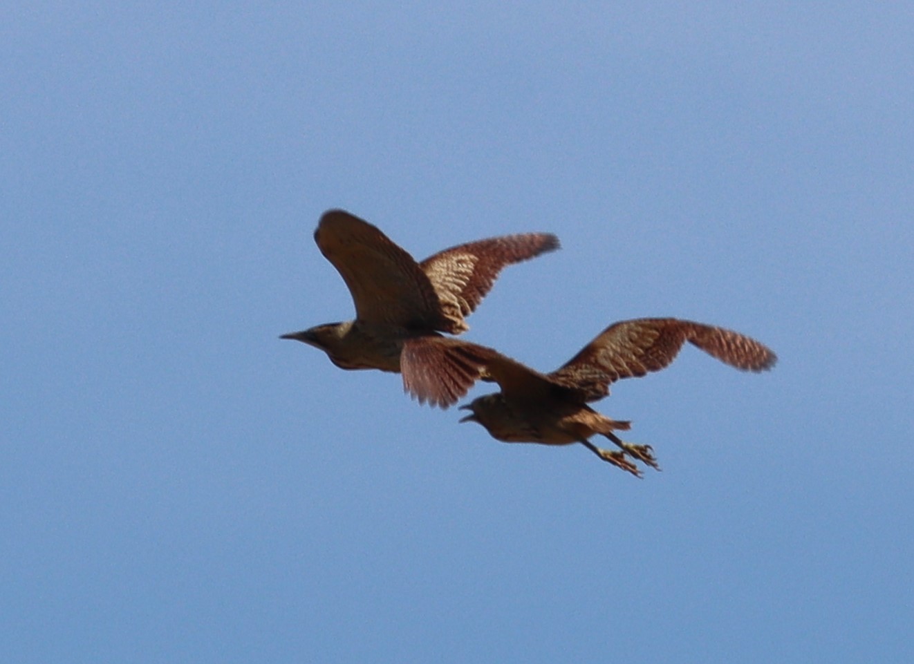 Bittern - 10-05-2023