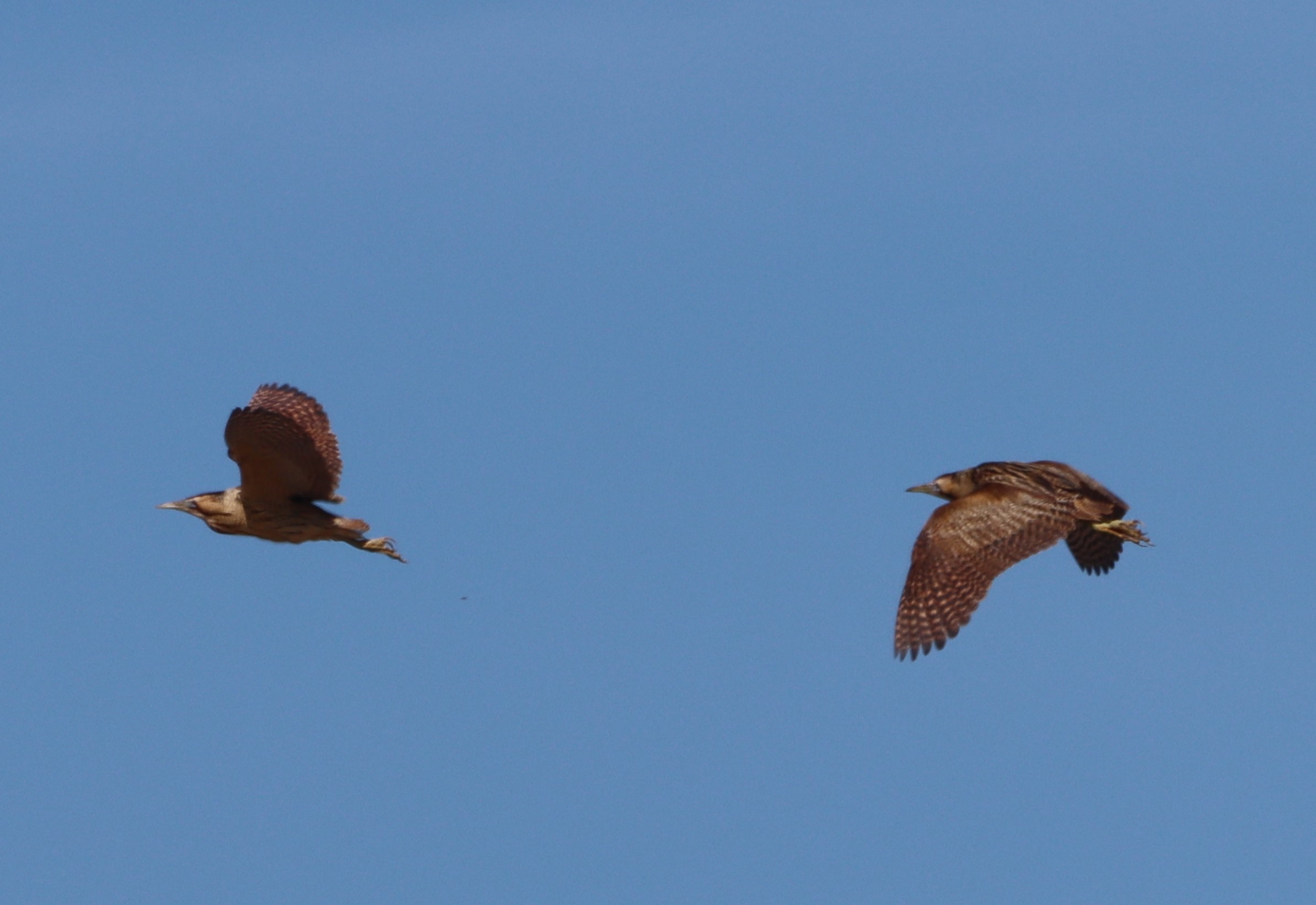 Bittern - 10-05-2023