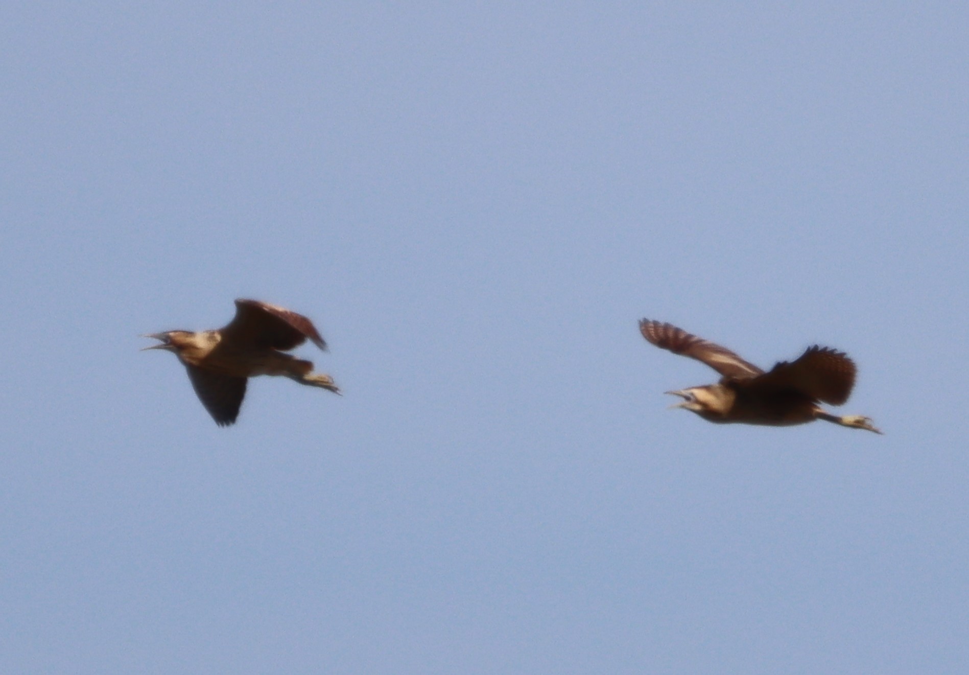 Bittern - 10-05-2023