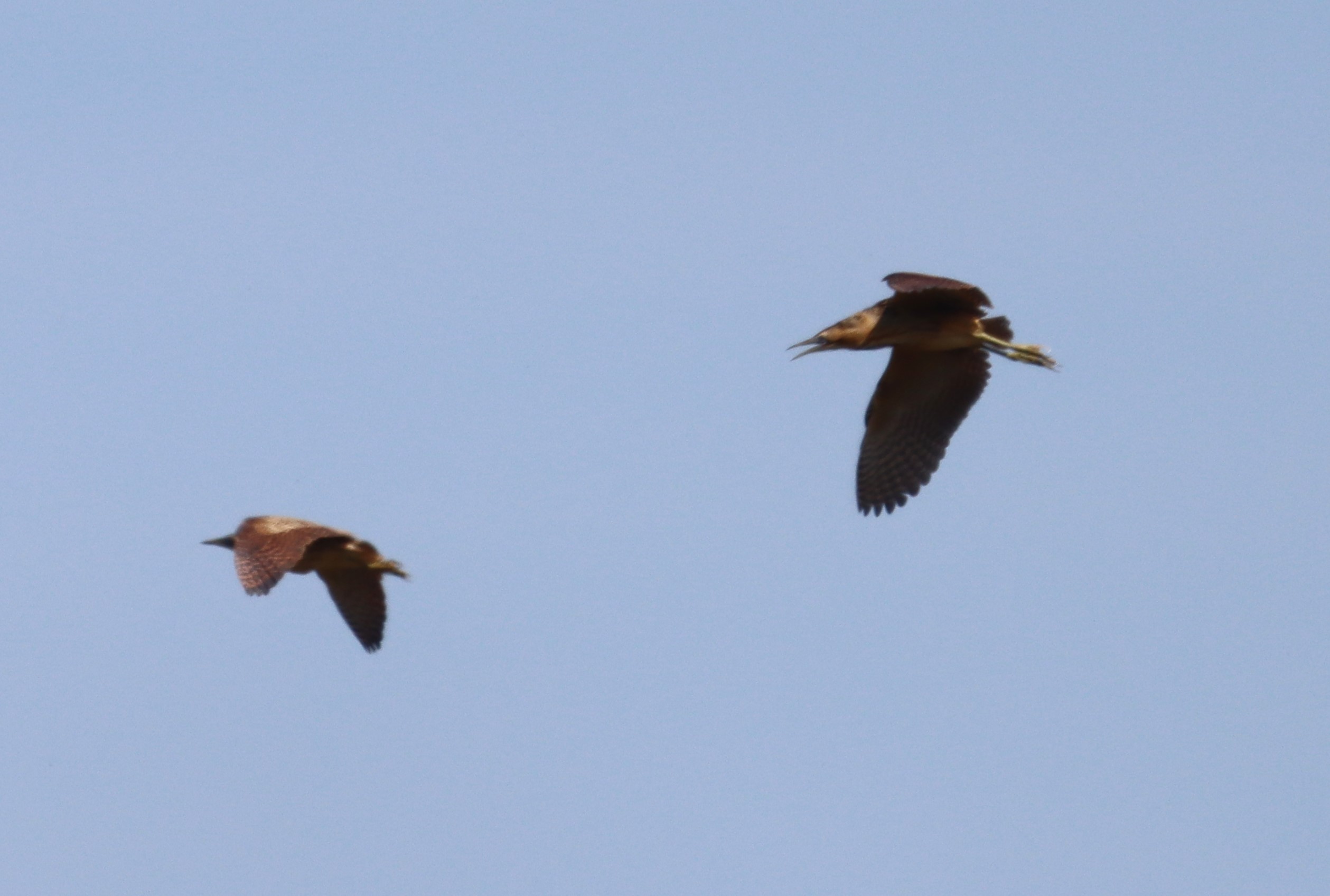 Bittern - 10-05-2023