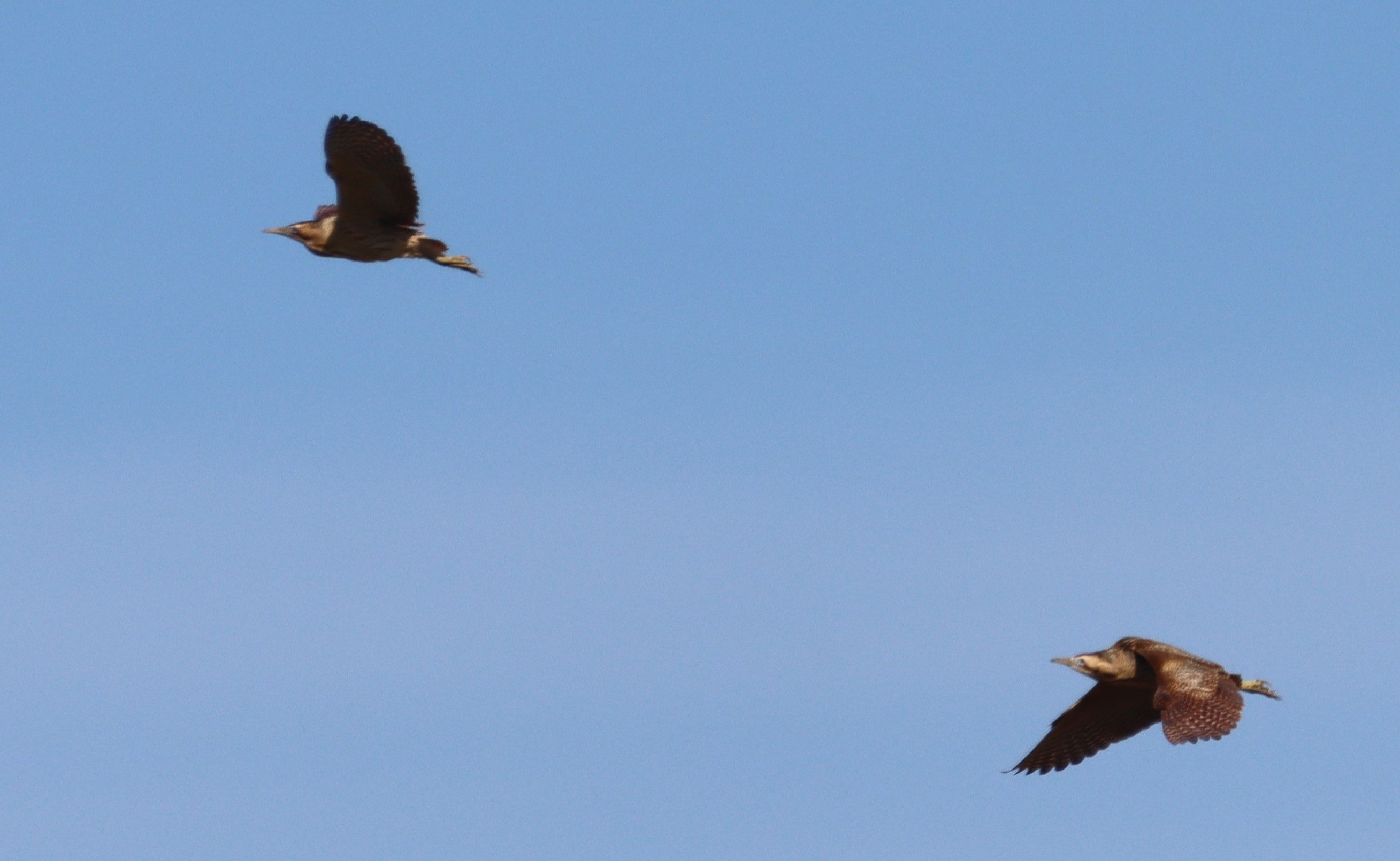 Bittern - 10-05-2023