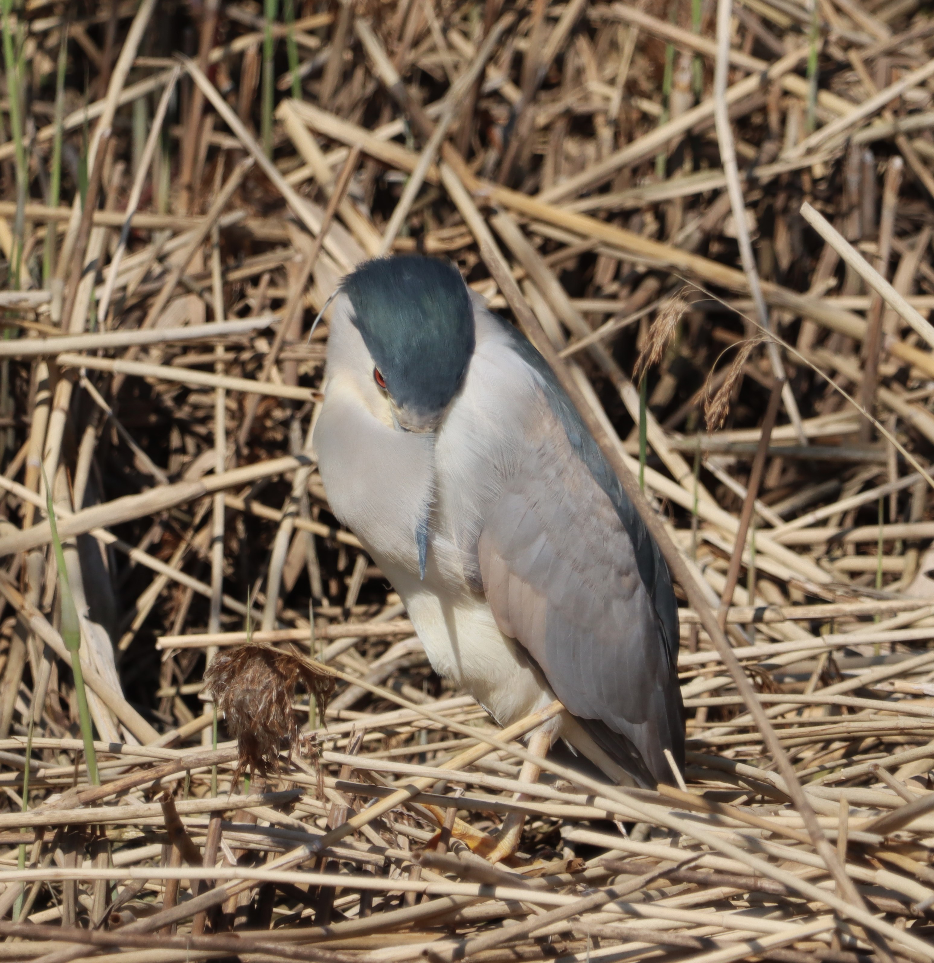 Night-heron - 15-04-2023