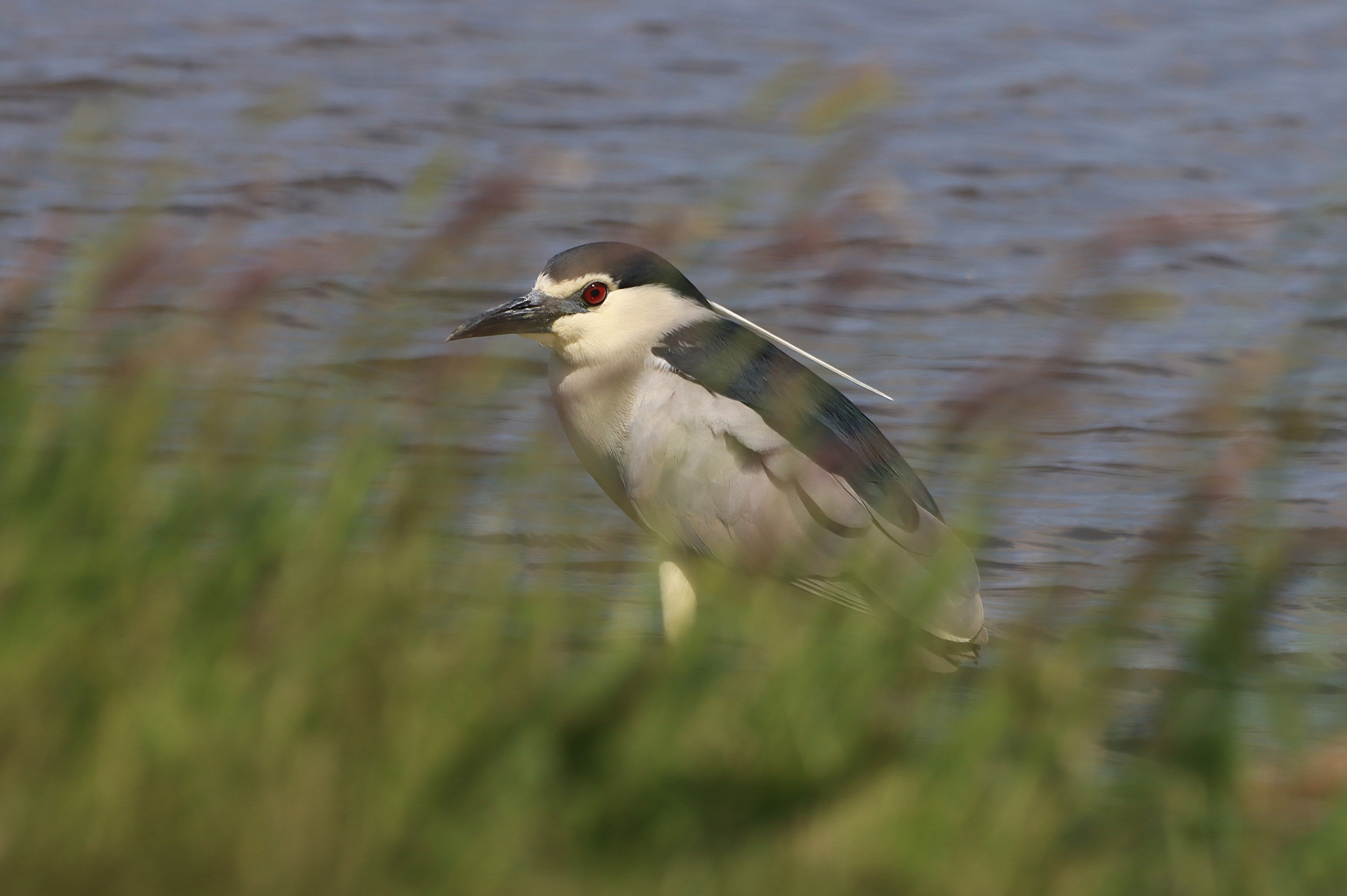 Night-heron - 22-06-2025