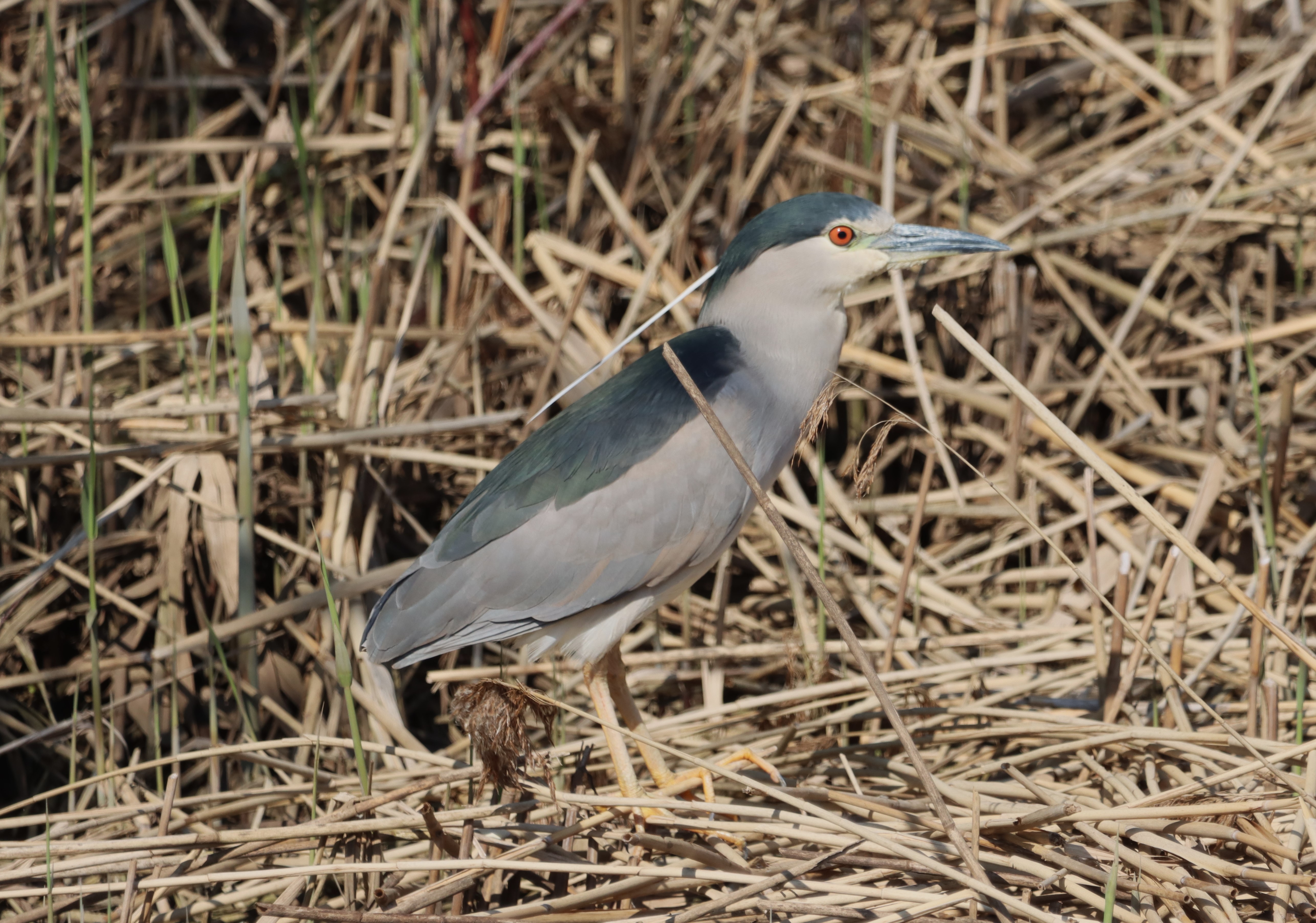 Night-heron - 15-04-2023