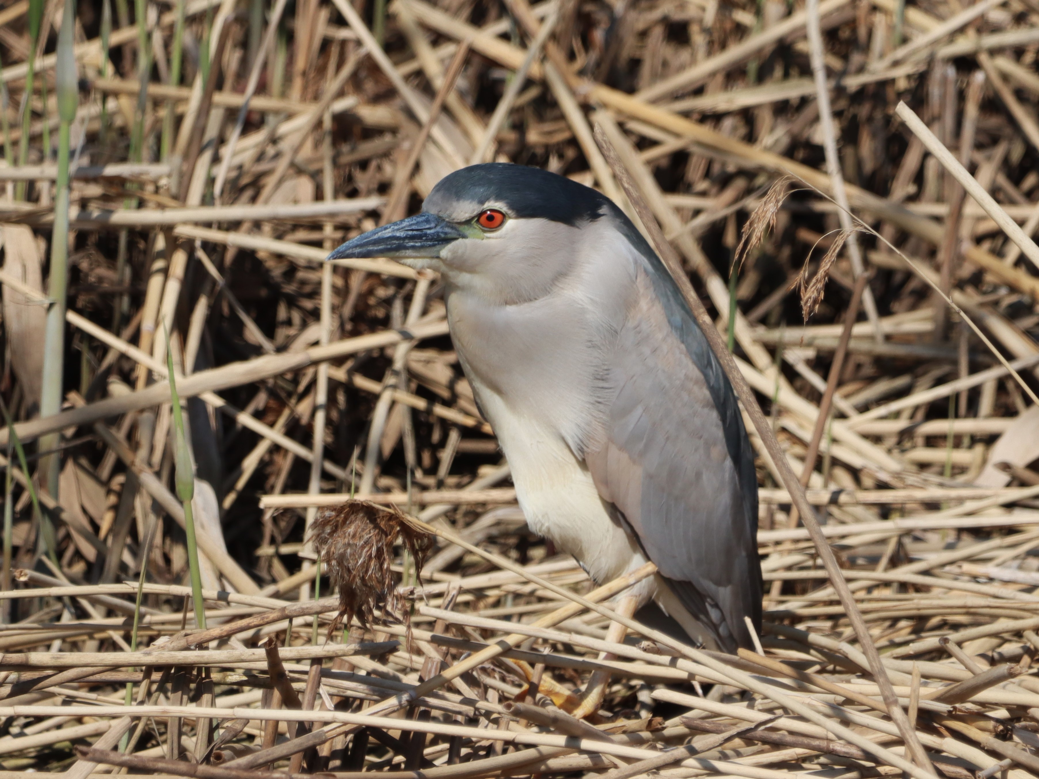 Night-heron - 15-04-2023