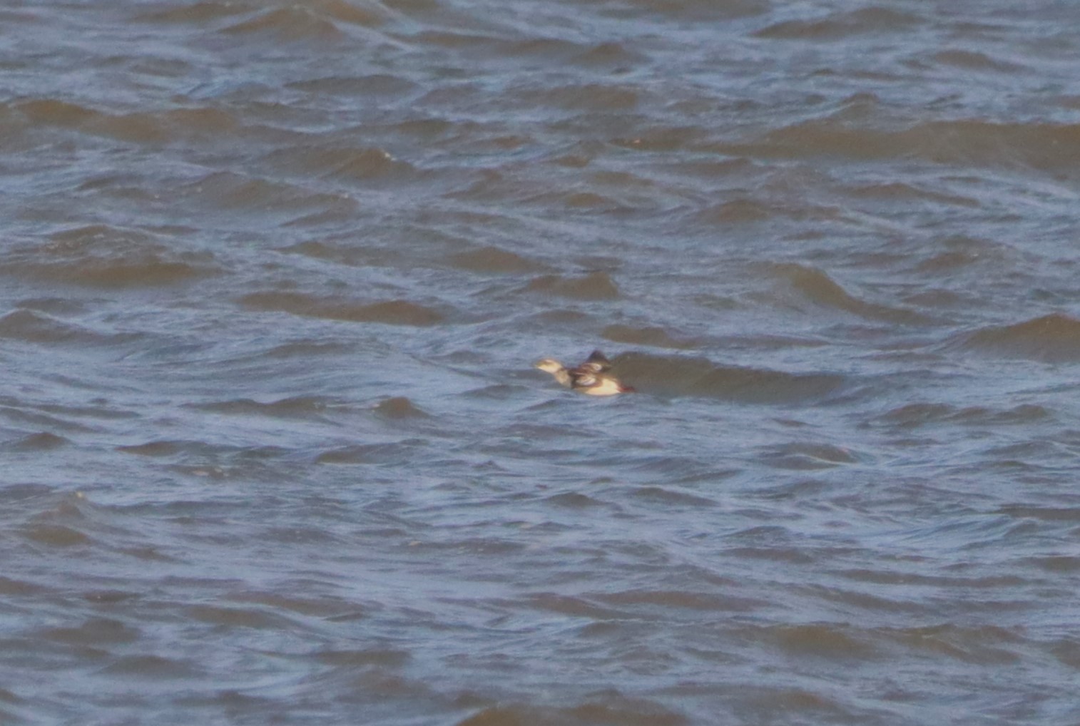 Black Guillemot - 03-11-2023