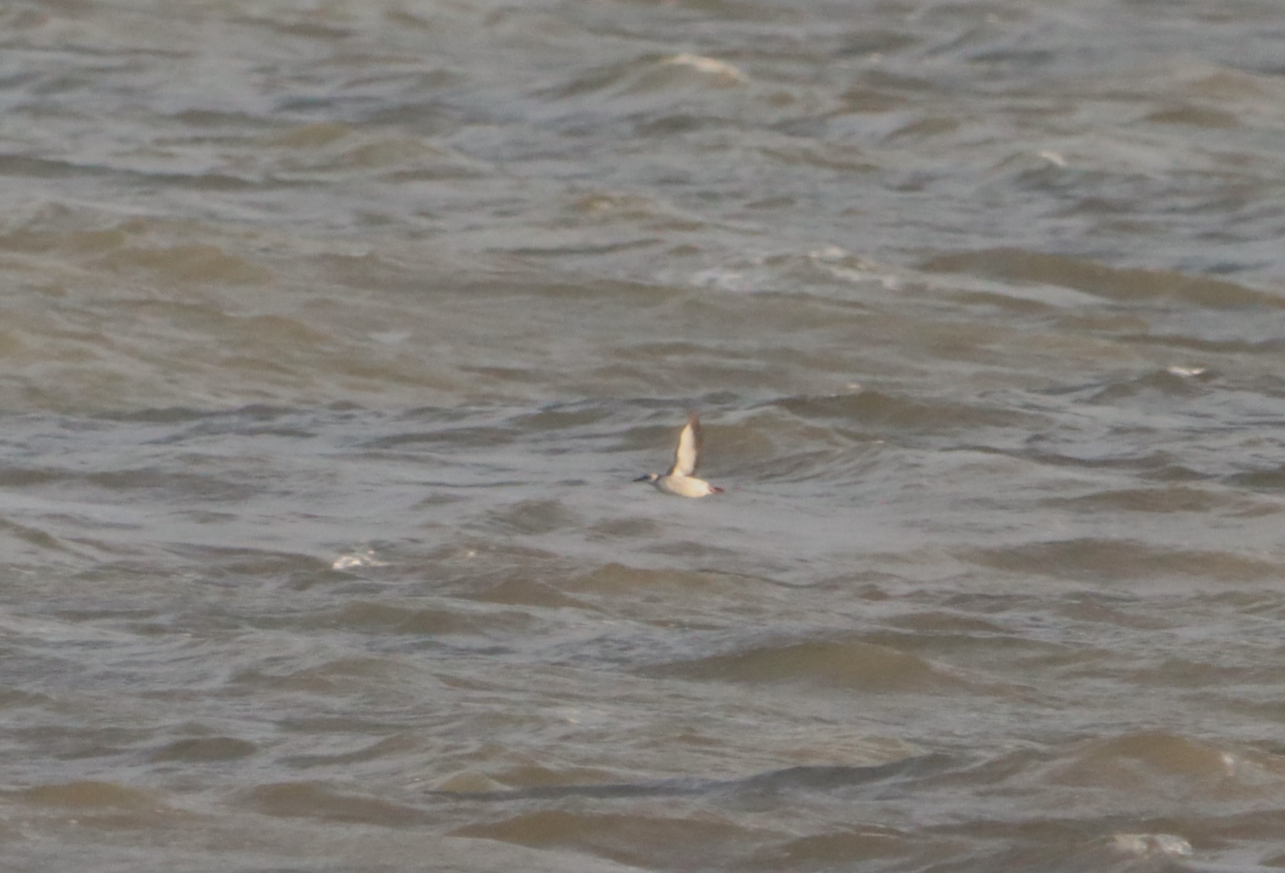 Black Guillemot - 03-11-2023