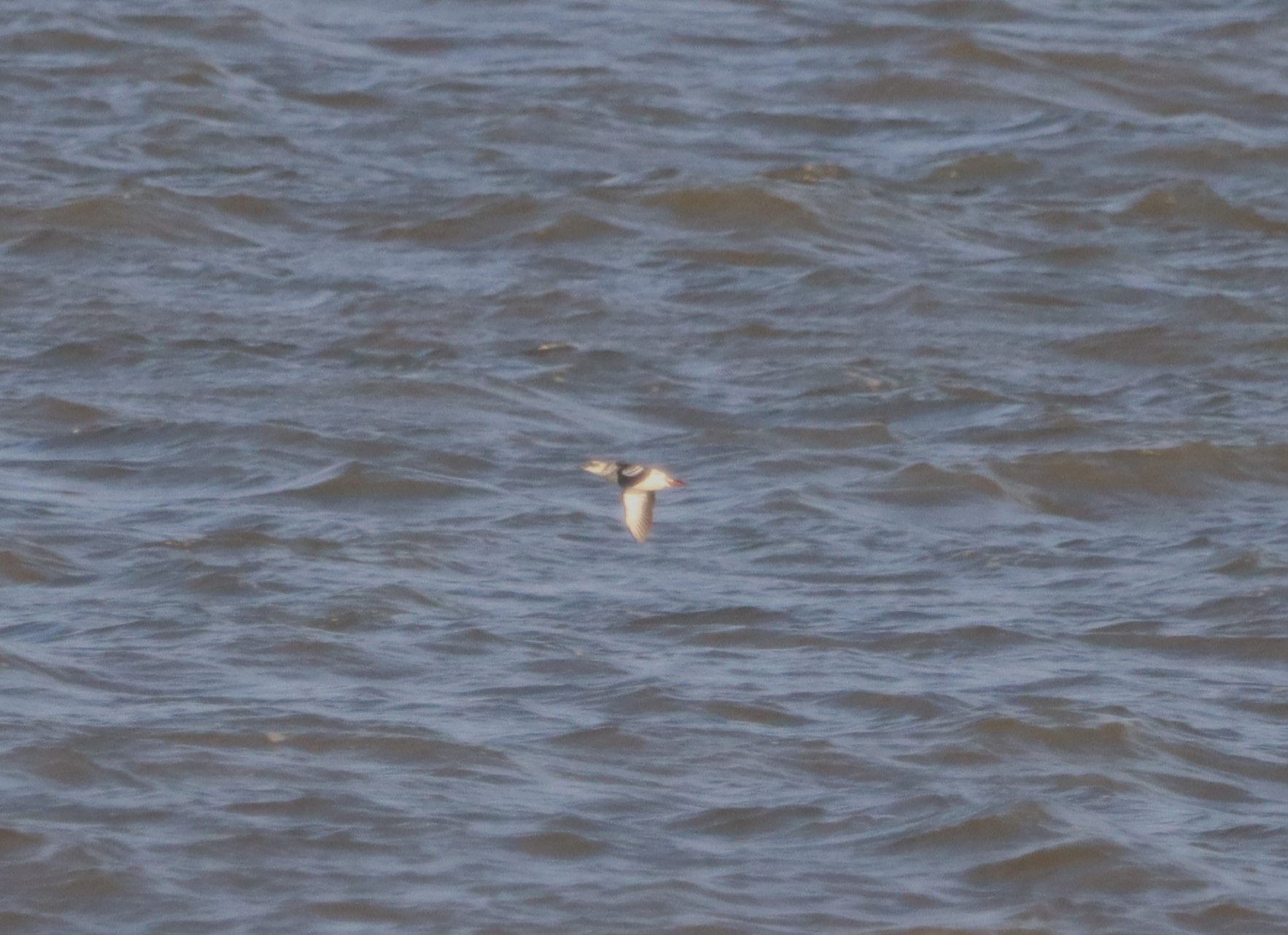 Black Guillemot - 03-11-2023