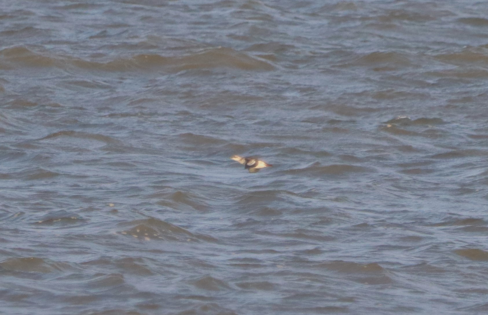 Black Guillemot - 03-11-2023