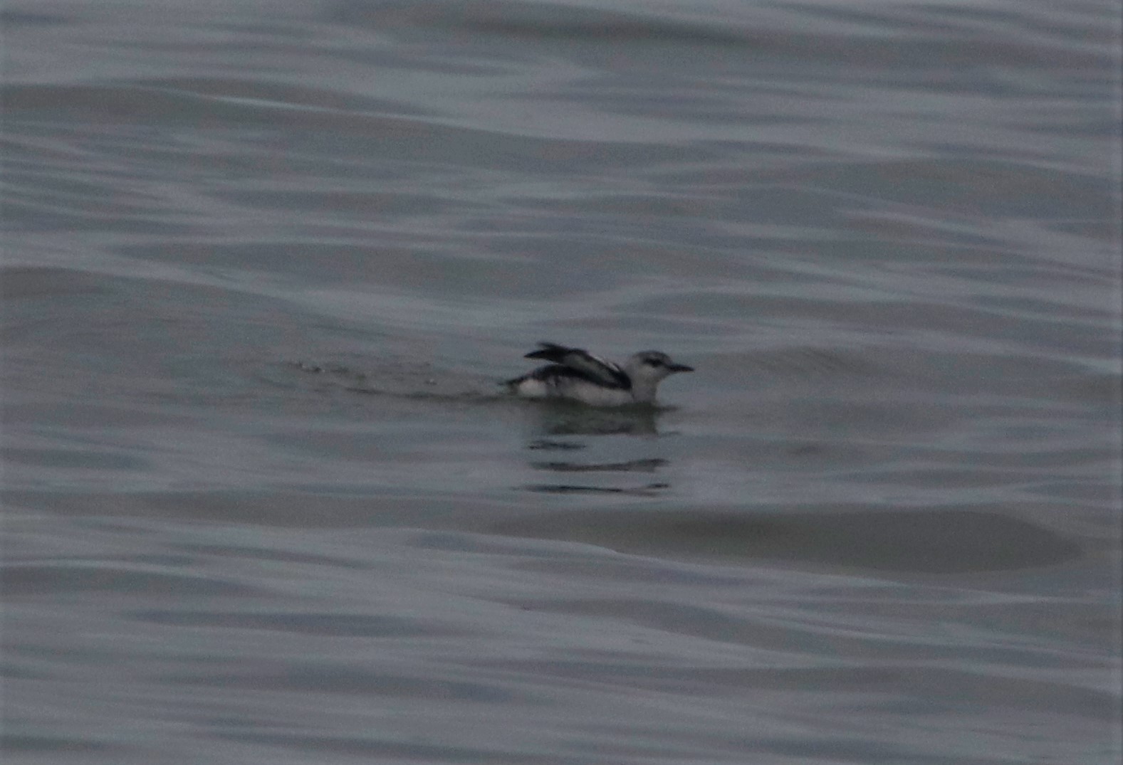 Black Guillemot - 15-11-2021