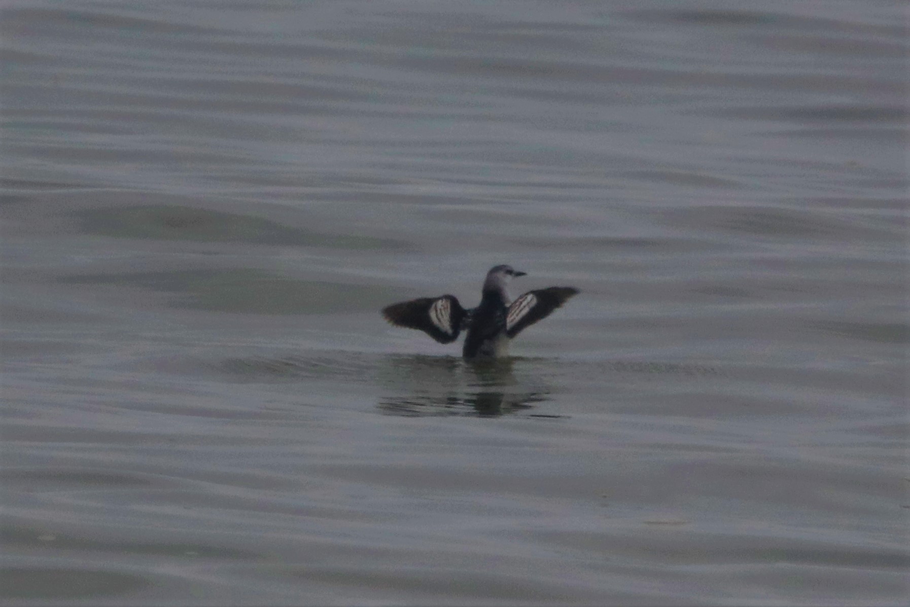 Black Guillemot - 15-11-2021