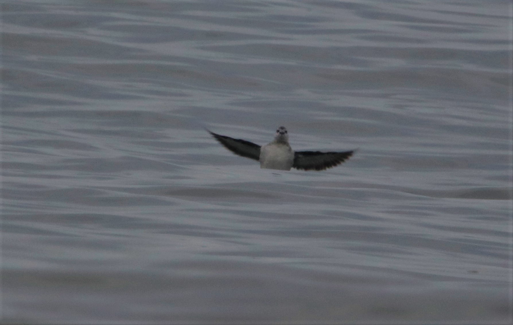 Black Guillemot - 15-11-2021