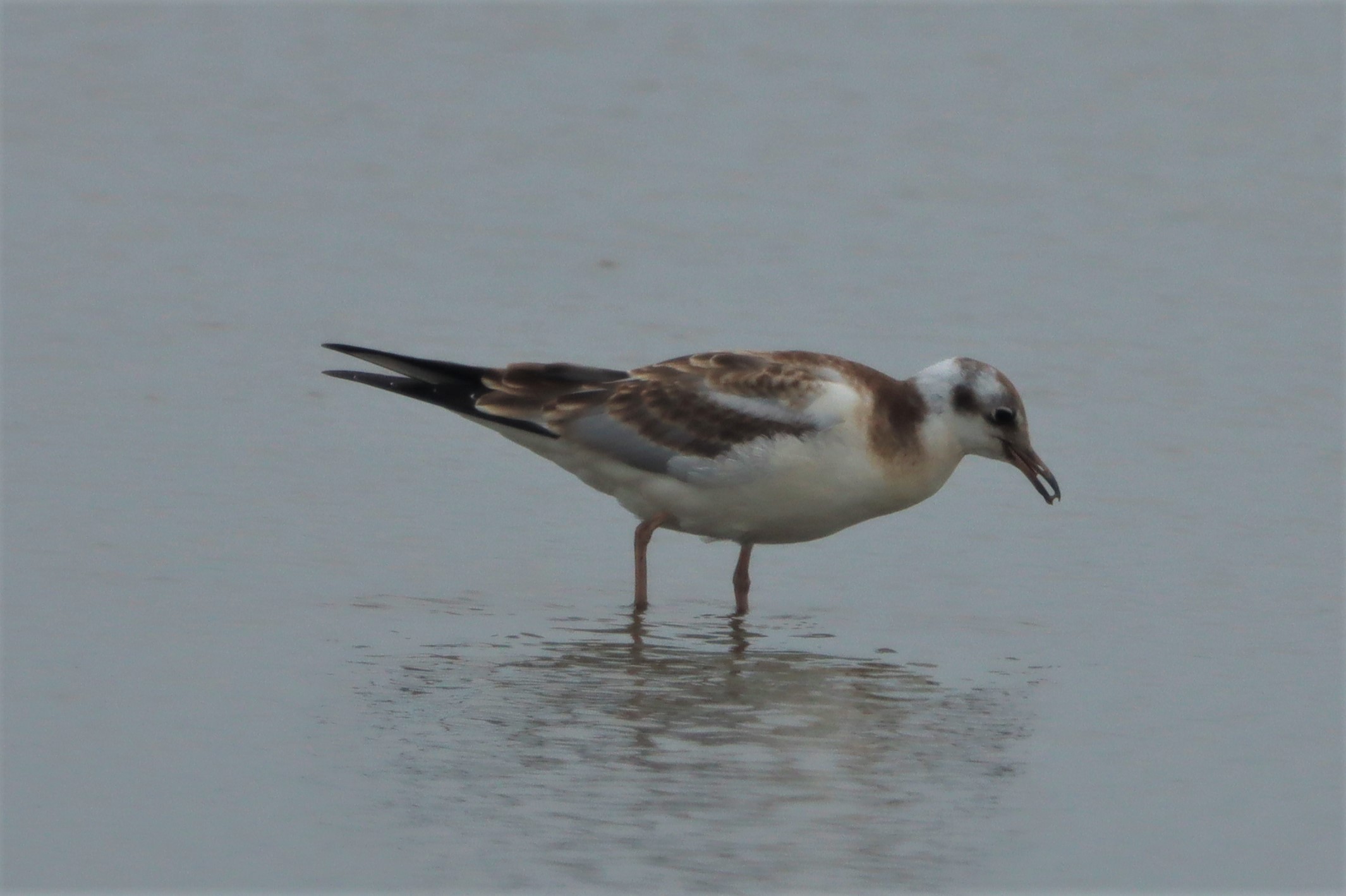 Black-headed Gull - 27-06-2021