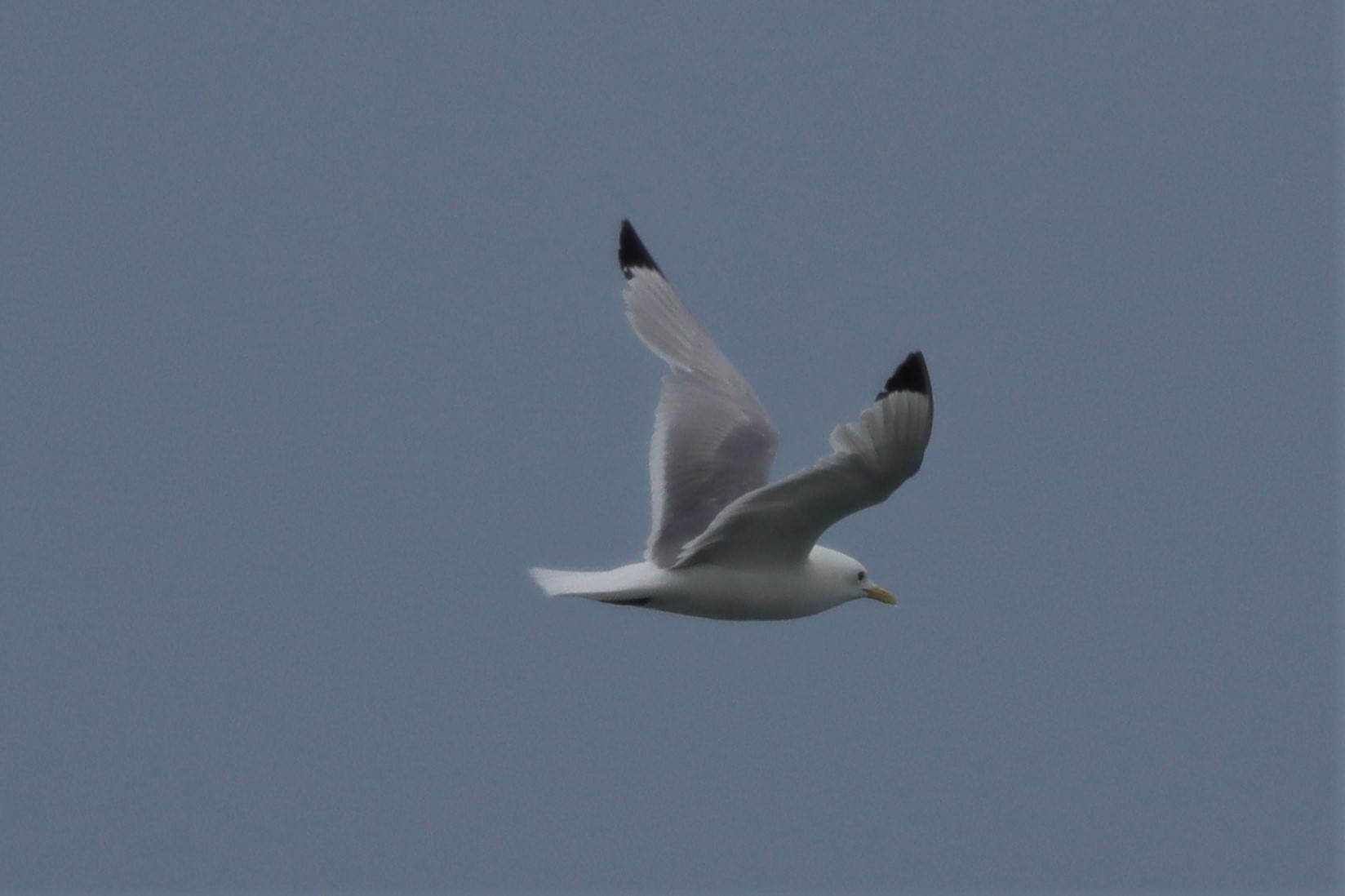 Kittiwake - 27-06-2021