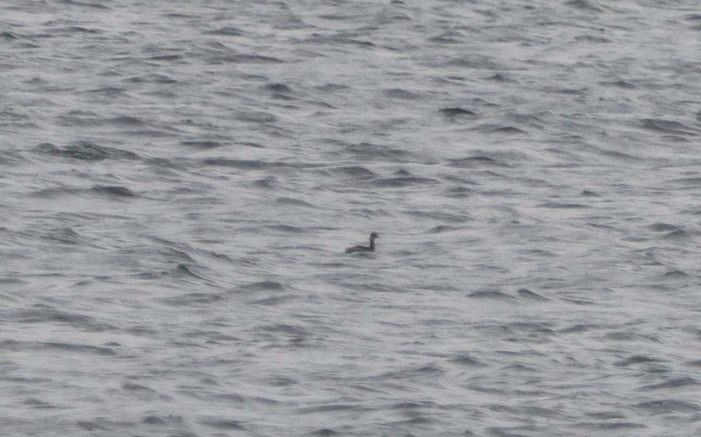 Black-necked Grebe - 26-09-2023